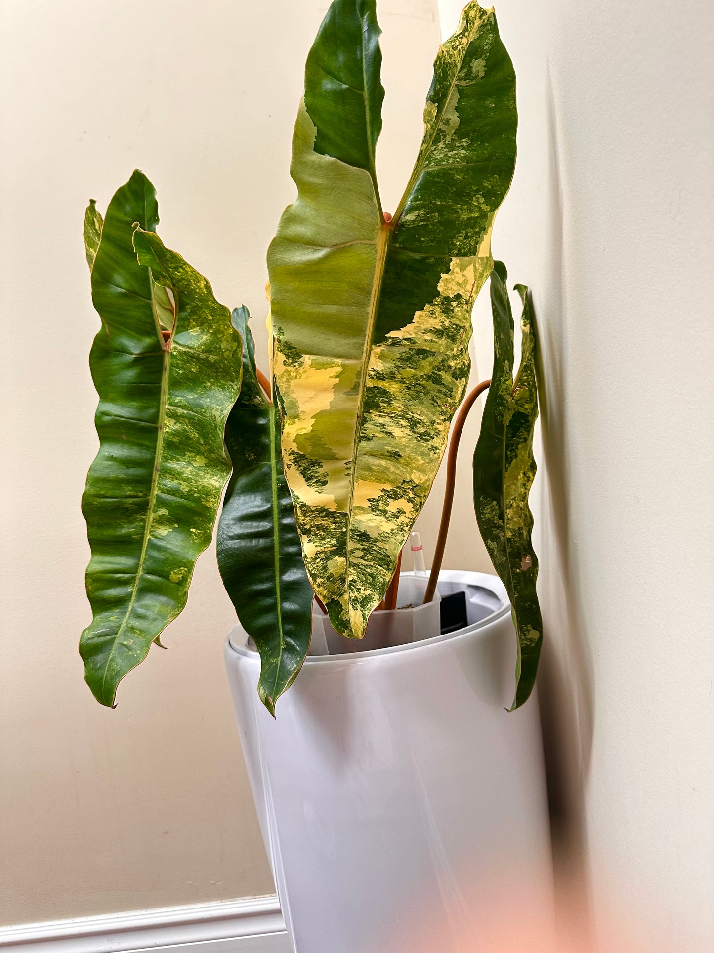 Philodendron Billietiae Variegated - Size Extra Large, 6 leaves - August Sale