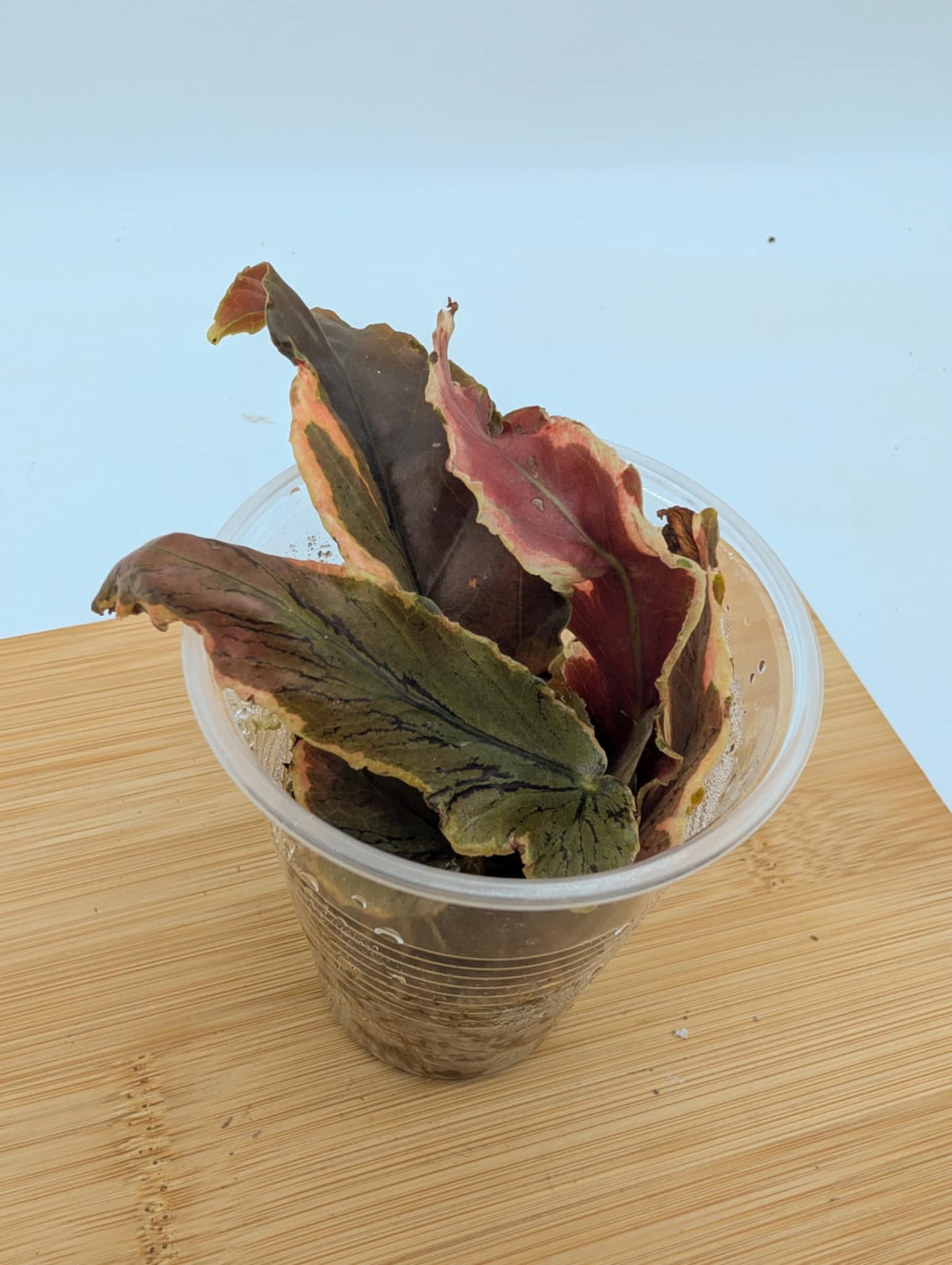 Begonia Dainty Spray Variegated