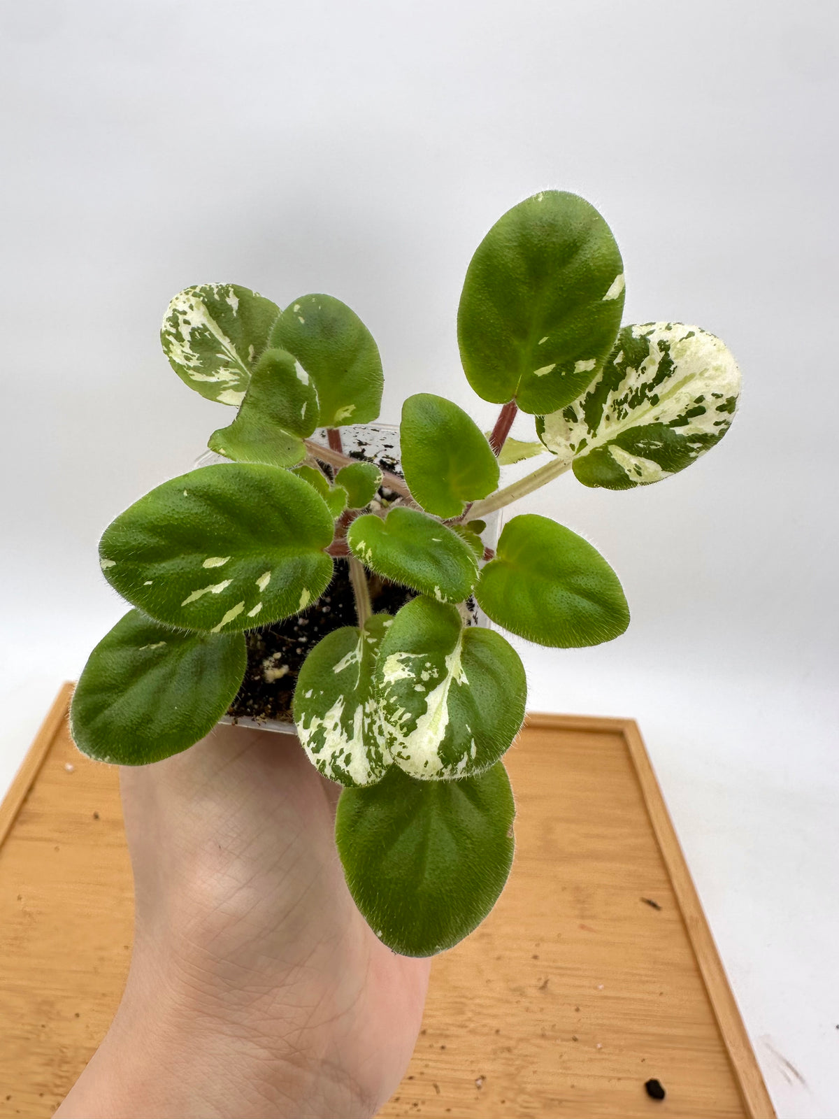 African Violet Variegated