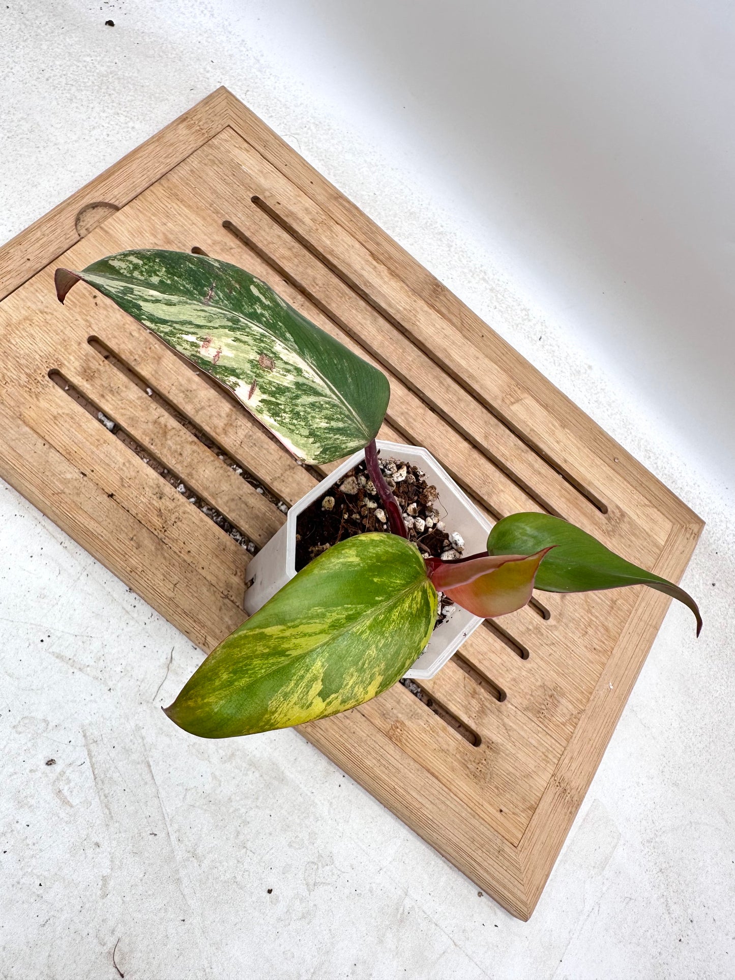 Philodendron Strawberry Shake - Thanksgiving Sale 💚