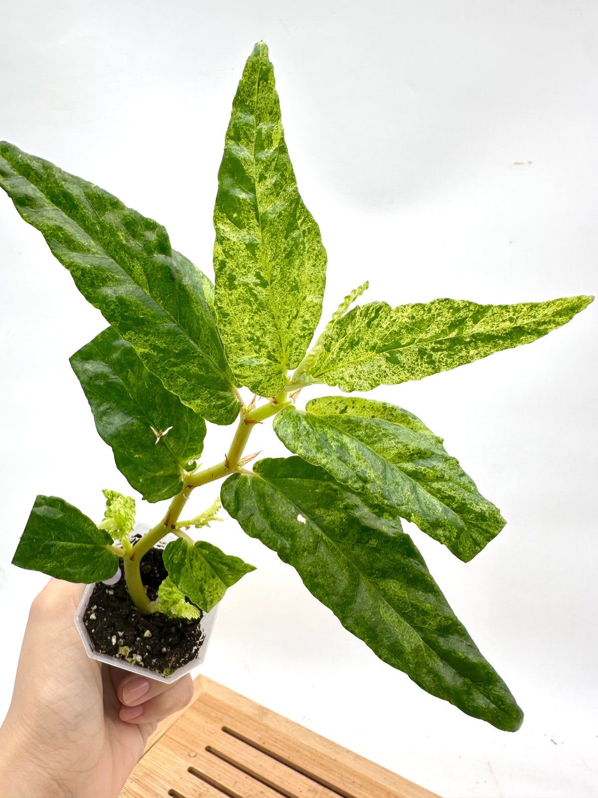 Begonia Watermelon Reopens Variegated