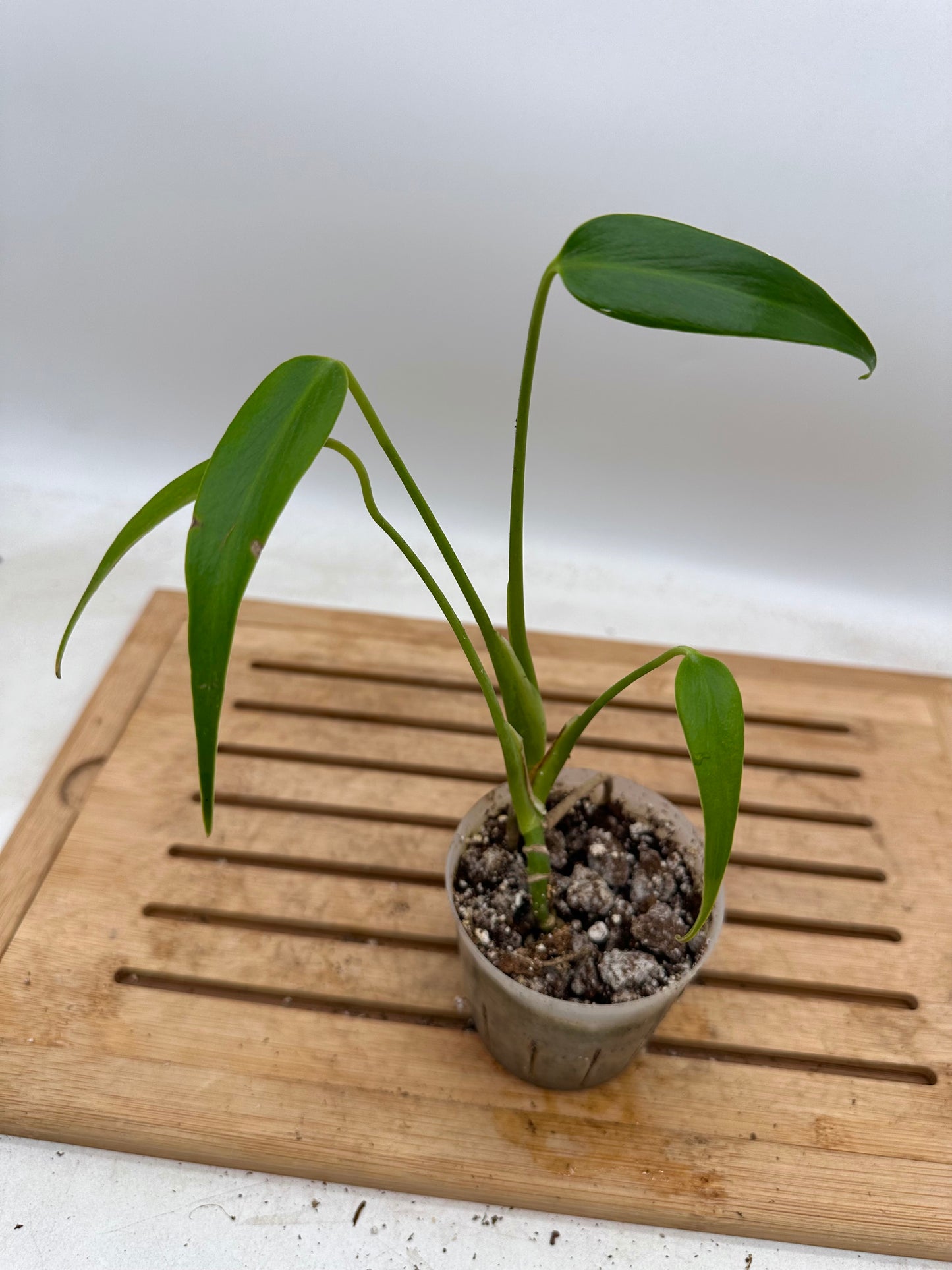 Monstera Burle Marx Flame - - August Sale