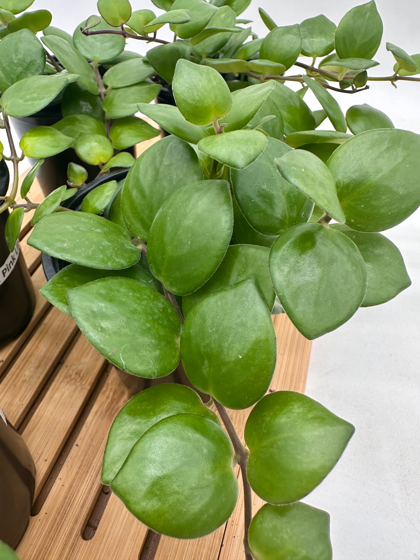 Thai Pink 🌸 Lipstick Plant