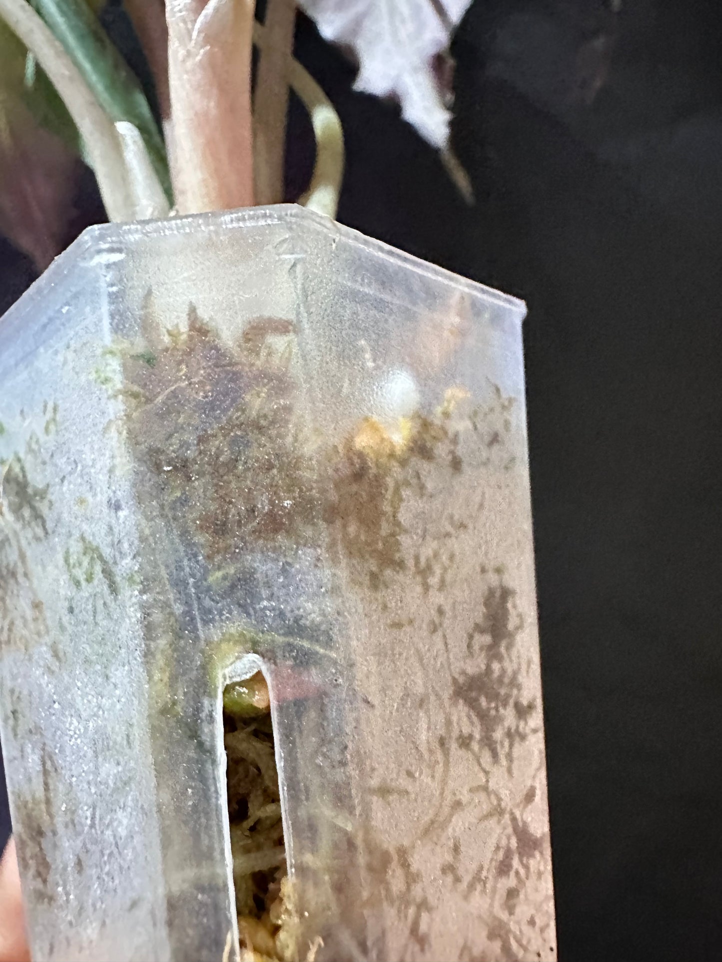 Alocasia Venom CORM