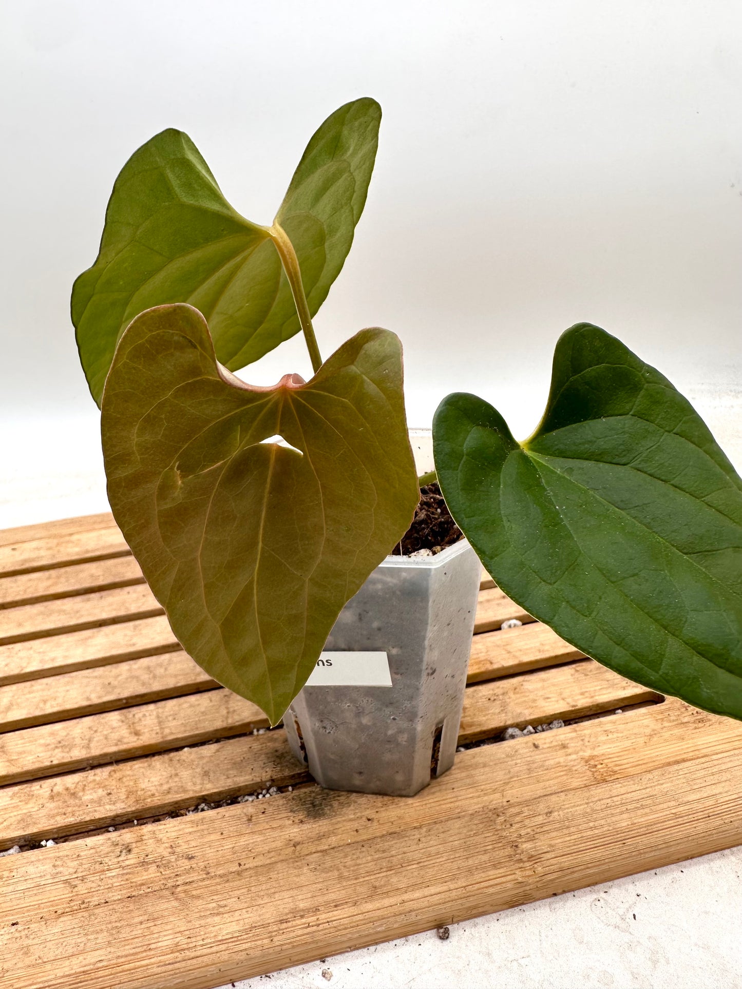 Anthurium Fort Sherman x Luxurians - Thanksgiving Sale 💚