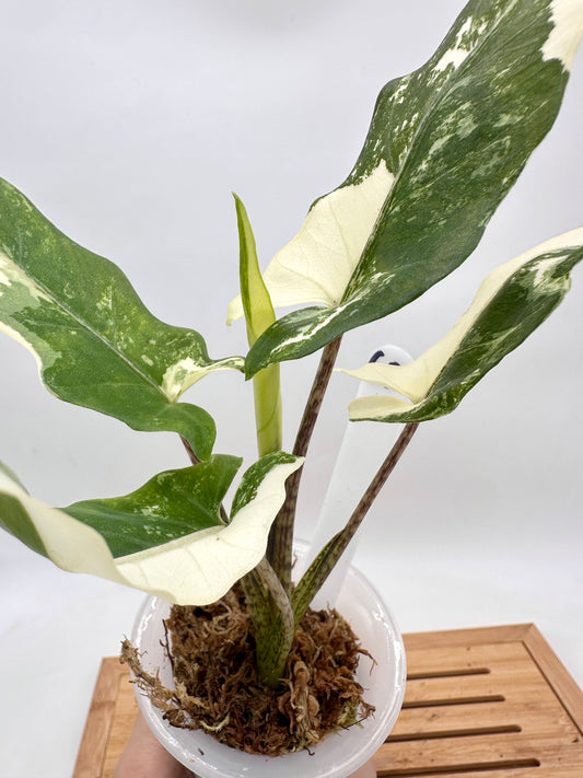 Alocasia Lauterbachiana Albo Variegated 068