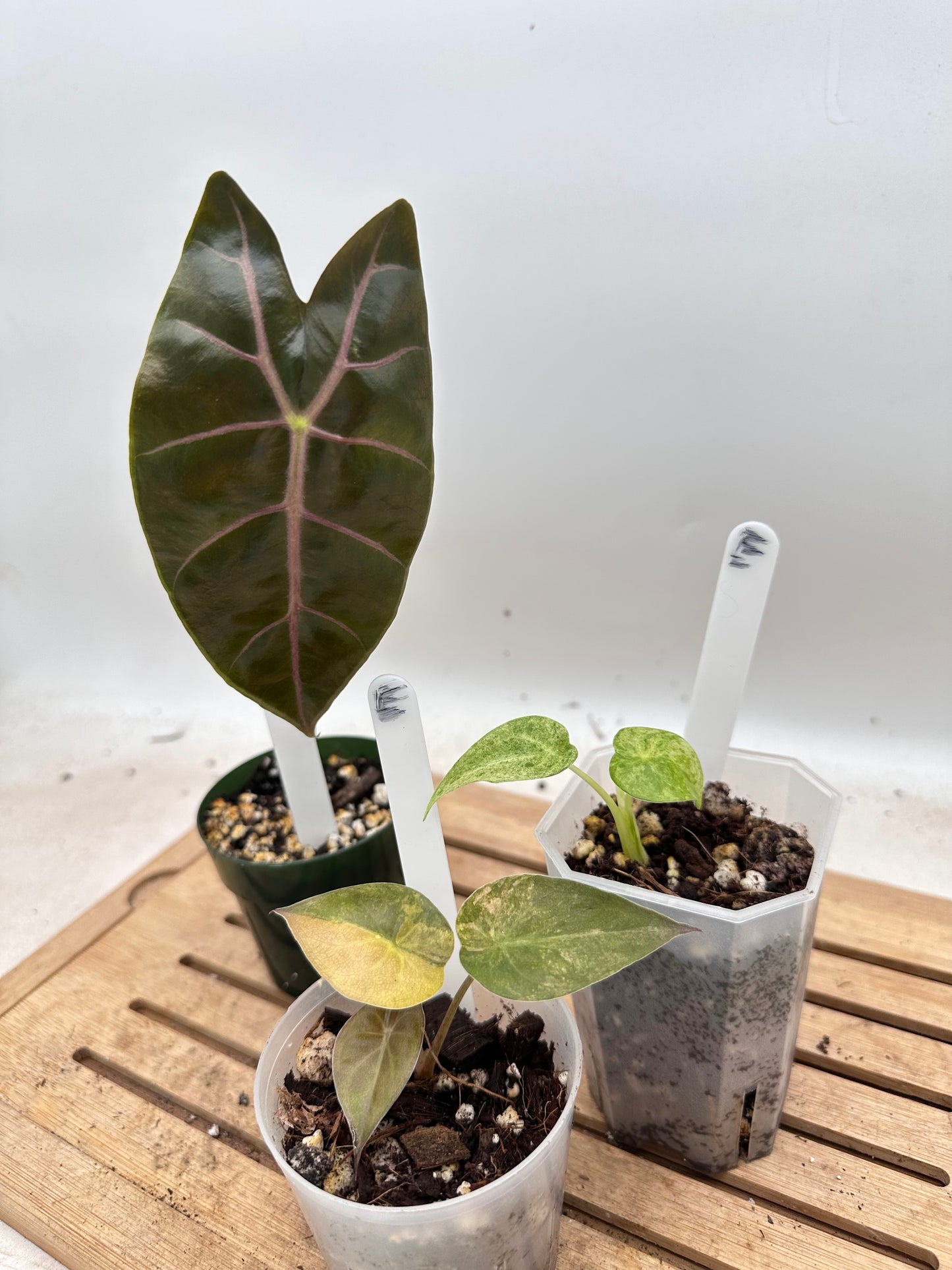 Combo Sale - Alocasia Wentii Sunset Variegated & Alocasia Suhirmaniana Purple & Alocasia Cucullata Mint Variegated