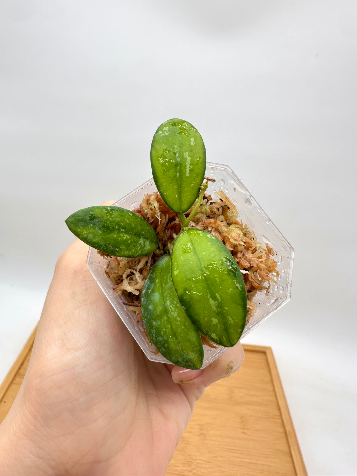 Hoya VL9 Inner Variegated Splash