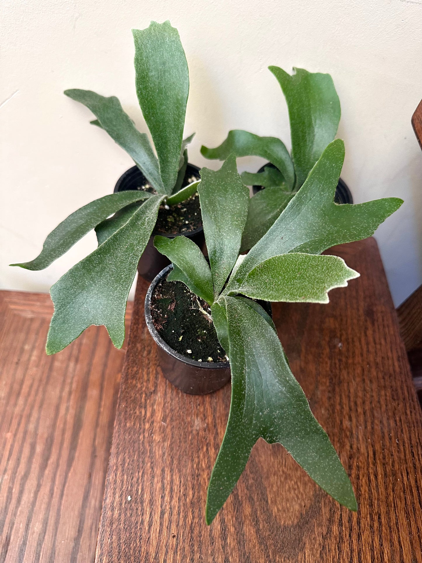 Staghorn Fern - Thanksgiving Sale