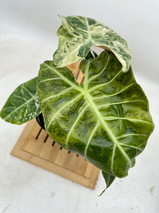 Alocasia Nairobi Knight Variegated CORM