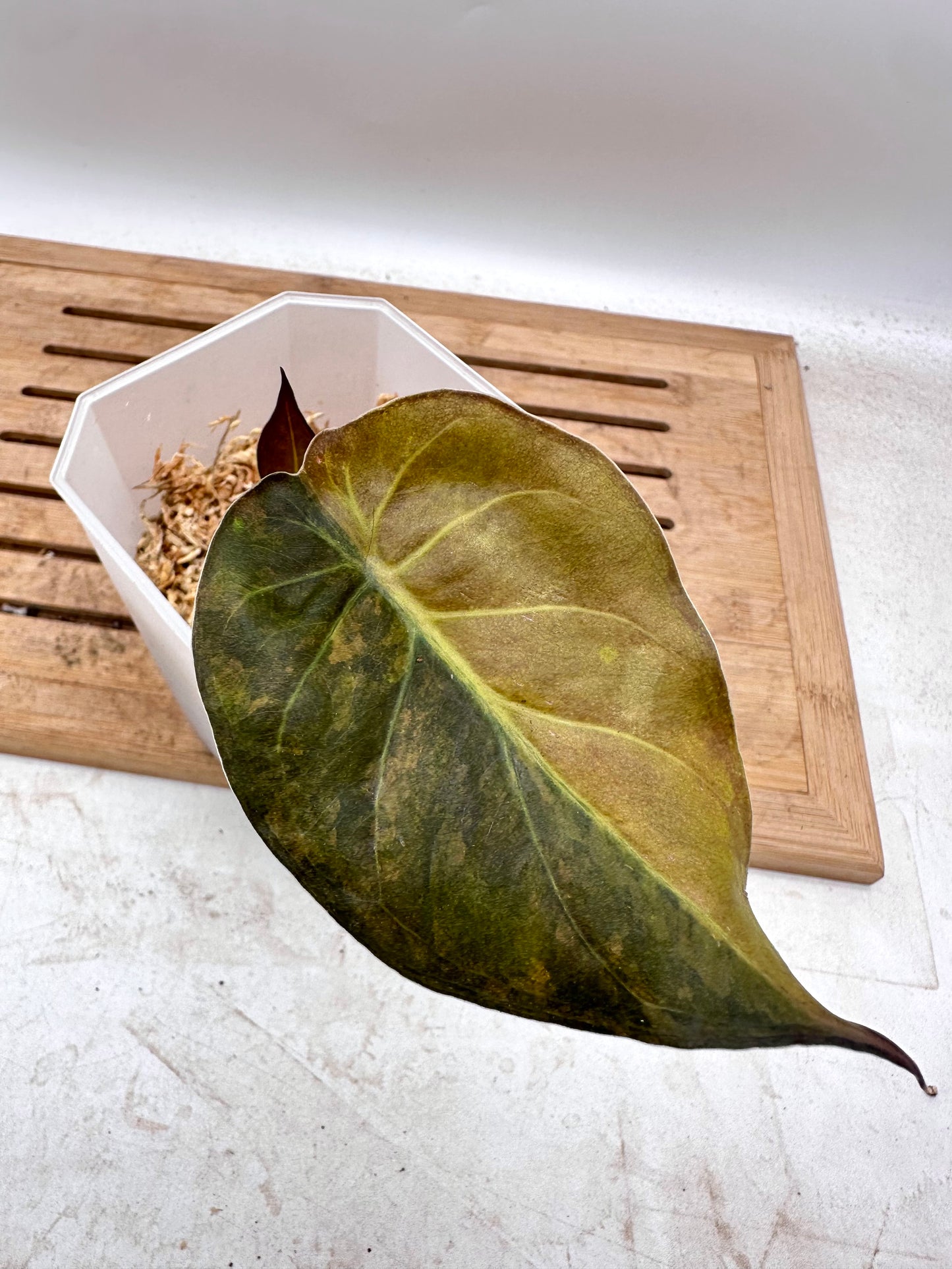 Alocasia Wentii Sunset Variegated - Grown from Big Corm