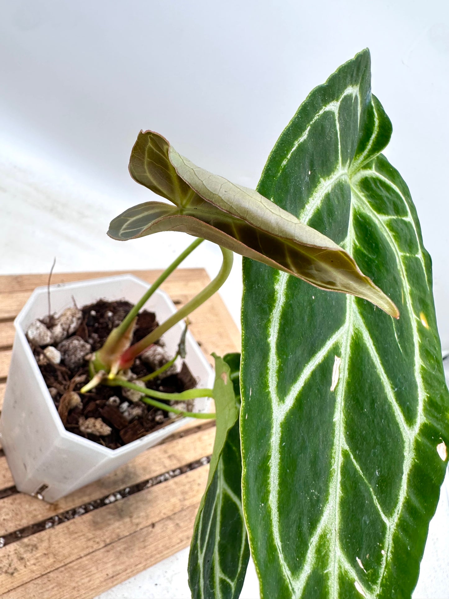 Anthurium Crystallinum Turtle - has extra baby plant