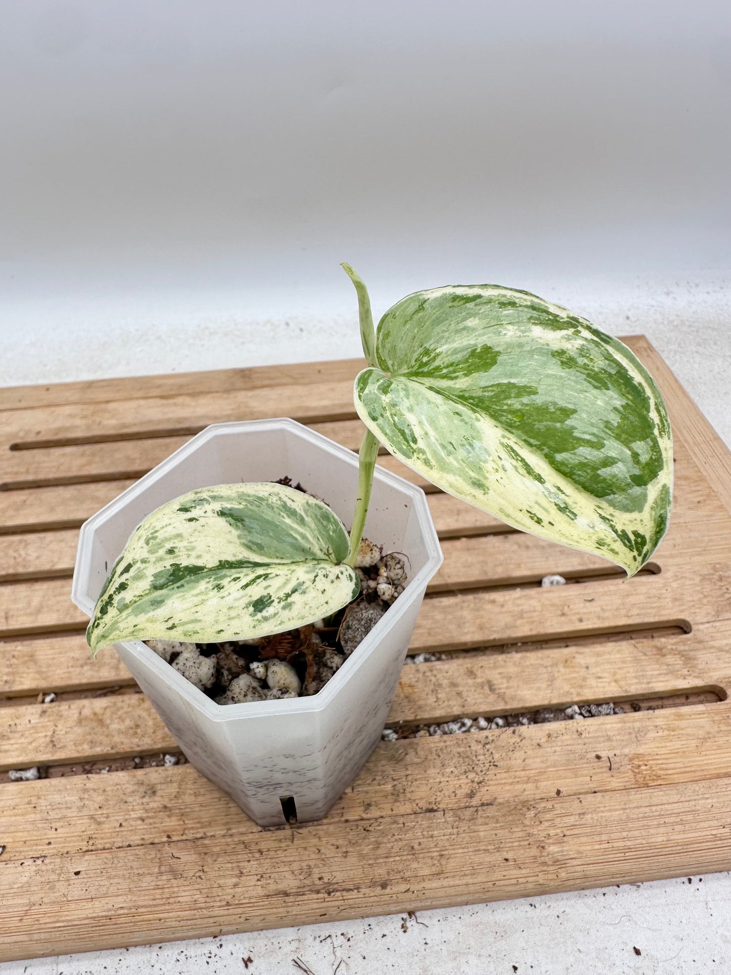 Scindapsus Peasun Variegated - Thanksgiving Sale 💚