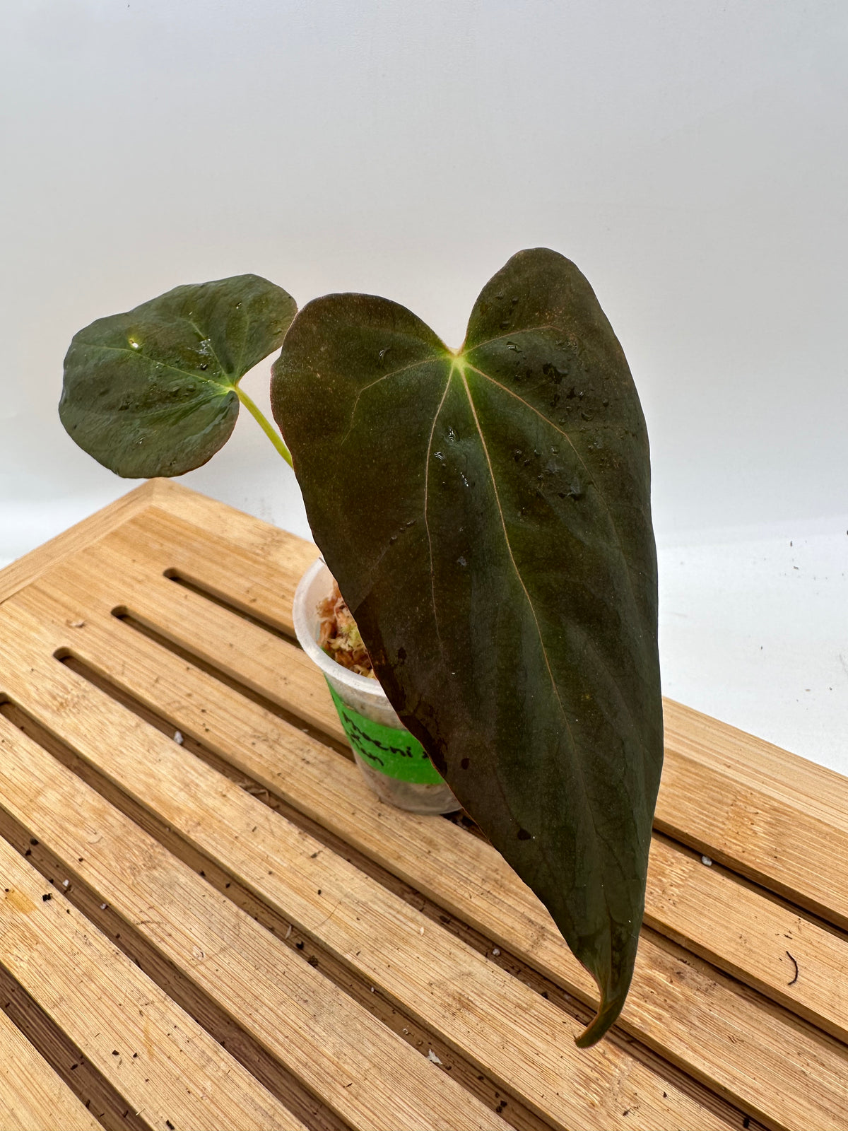 Anthurium Dark Phoenix x Fosterman