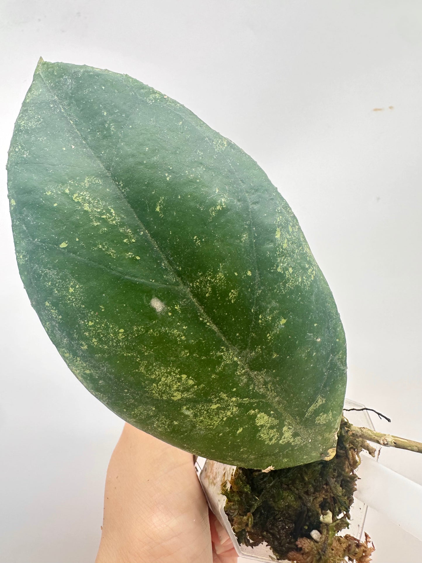 Hoya Previously Vitellinoides