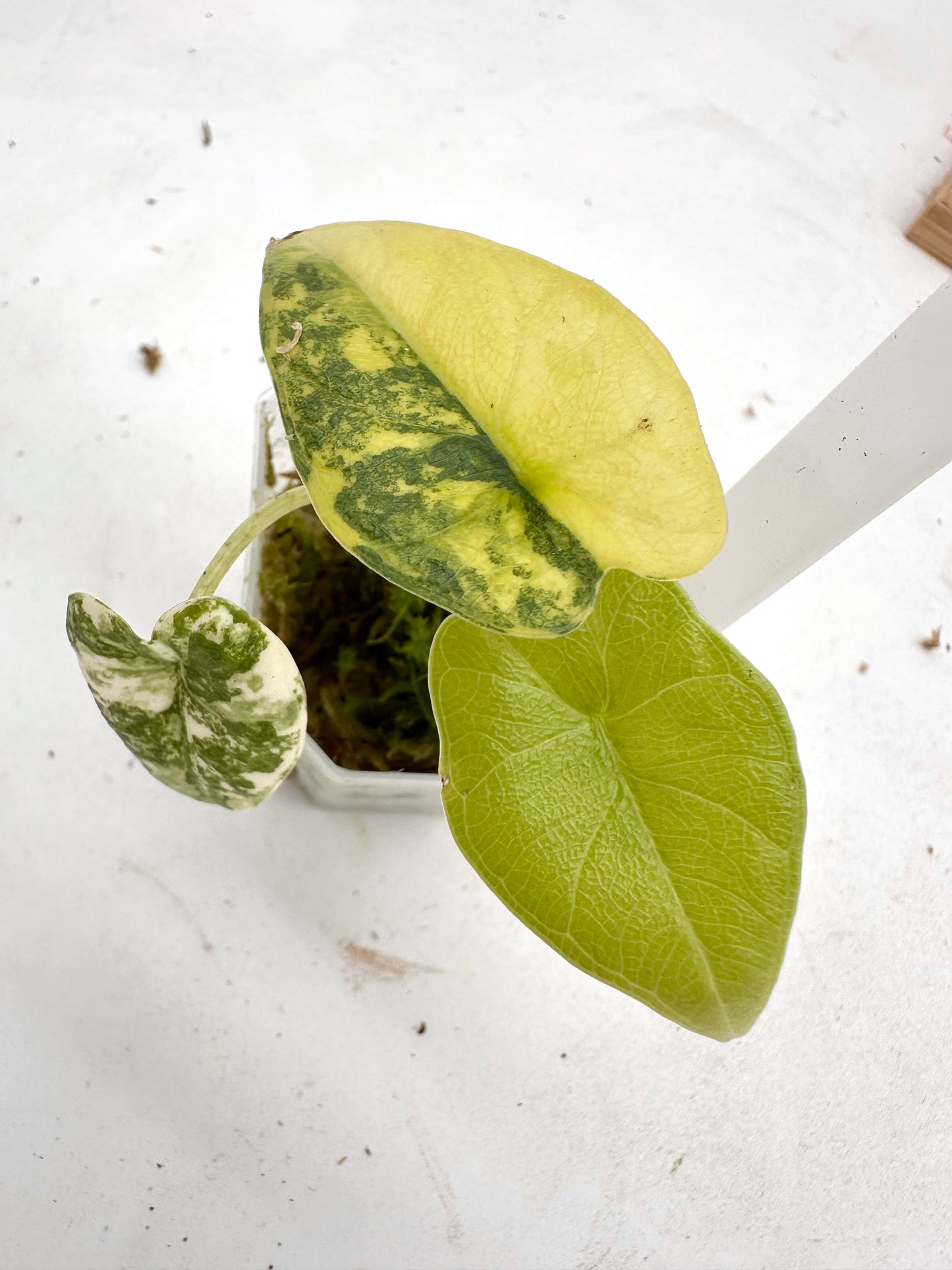 Alocasia Melo Aurea Variegated 060