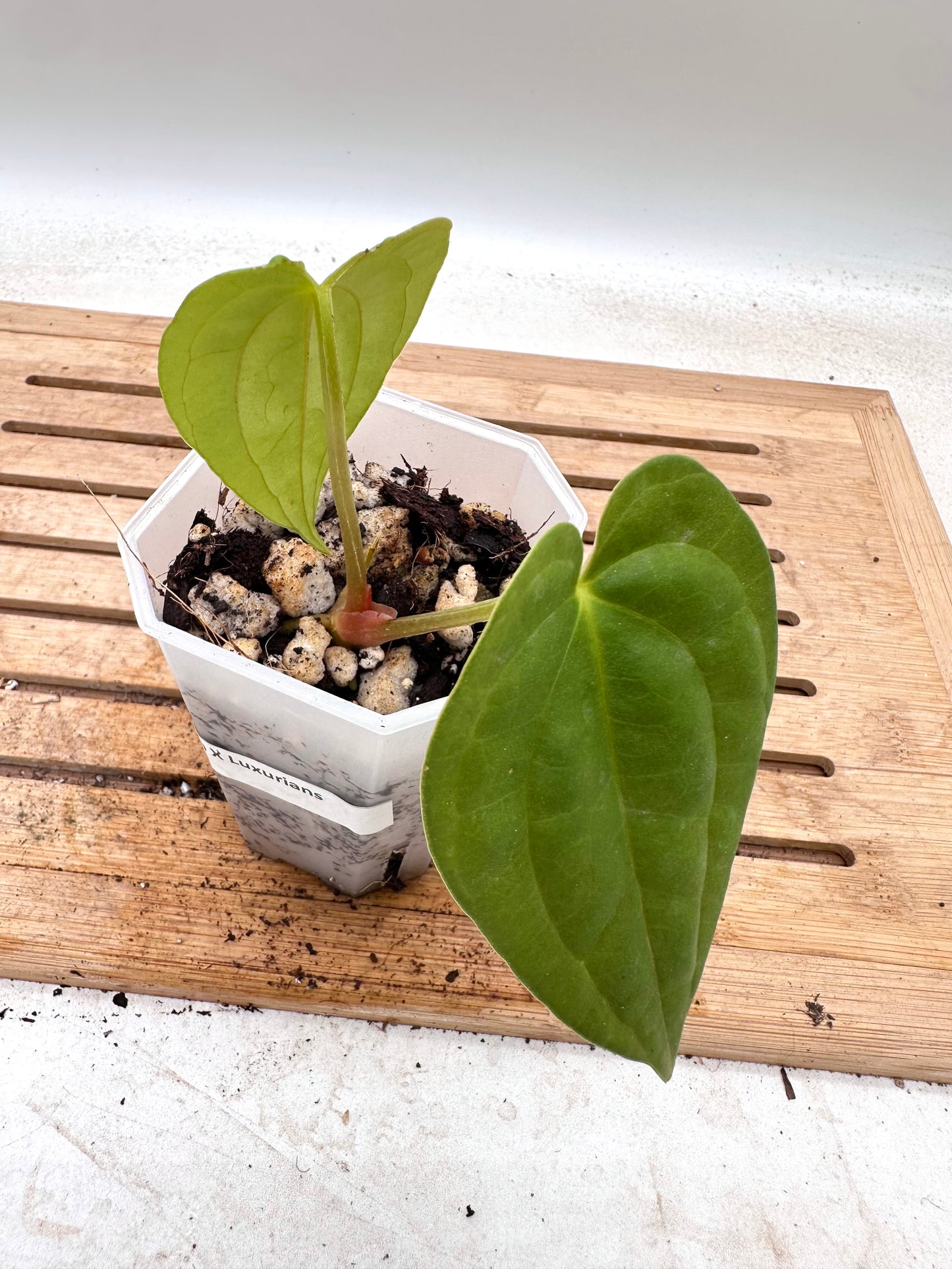 Anthurium Fort Sherman x Luxurians - Thanksgiving Sale 💚