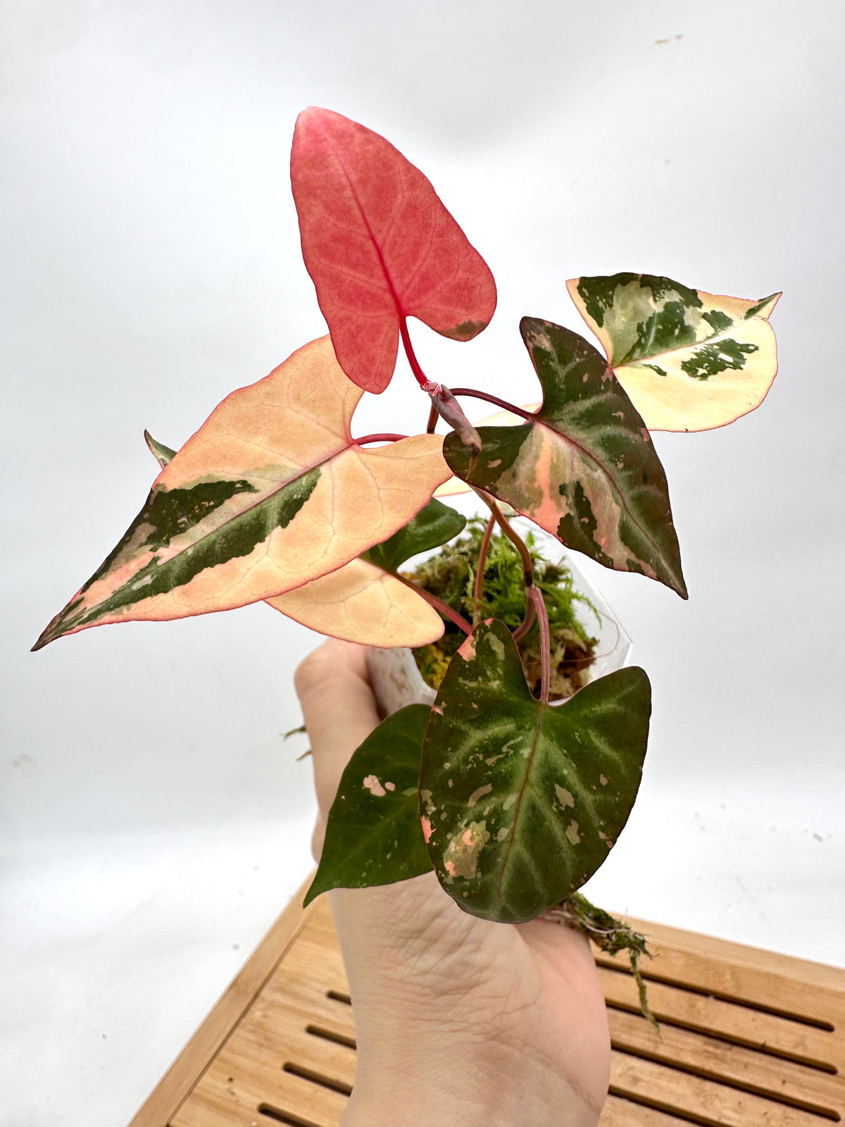 Fallopia Multiflora Variegated