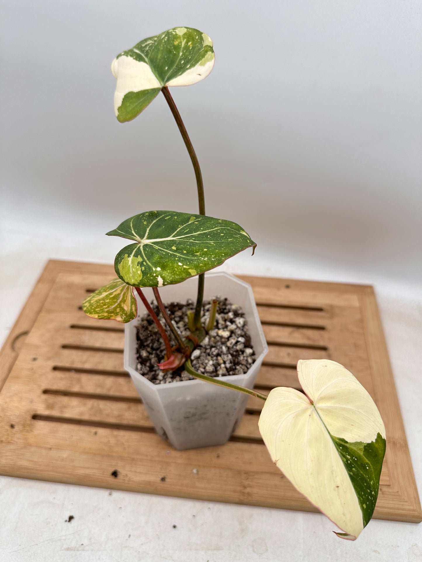 Philodendron Gloriosum Galaxy Variegated - August Sale