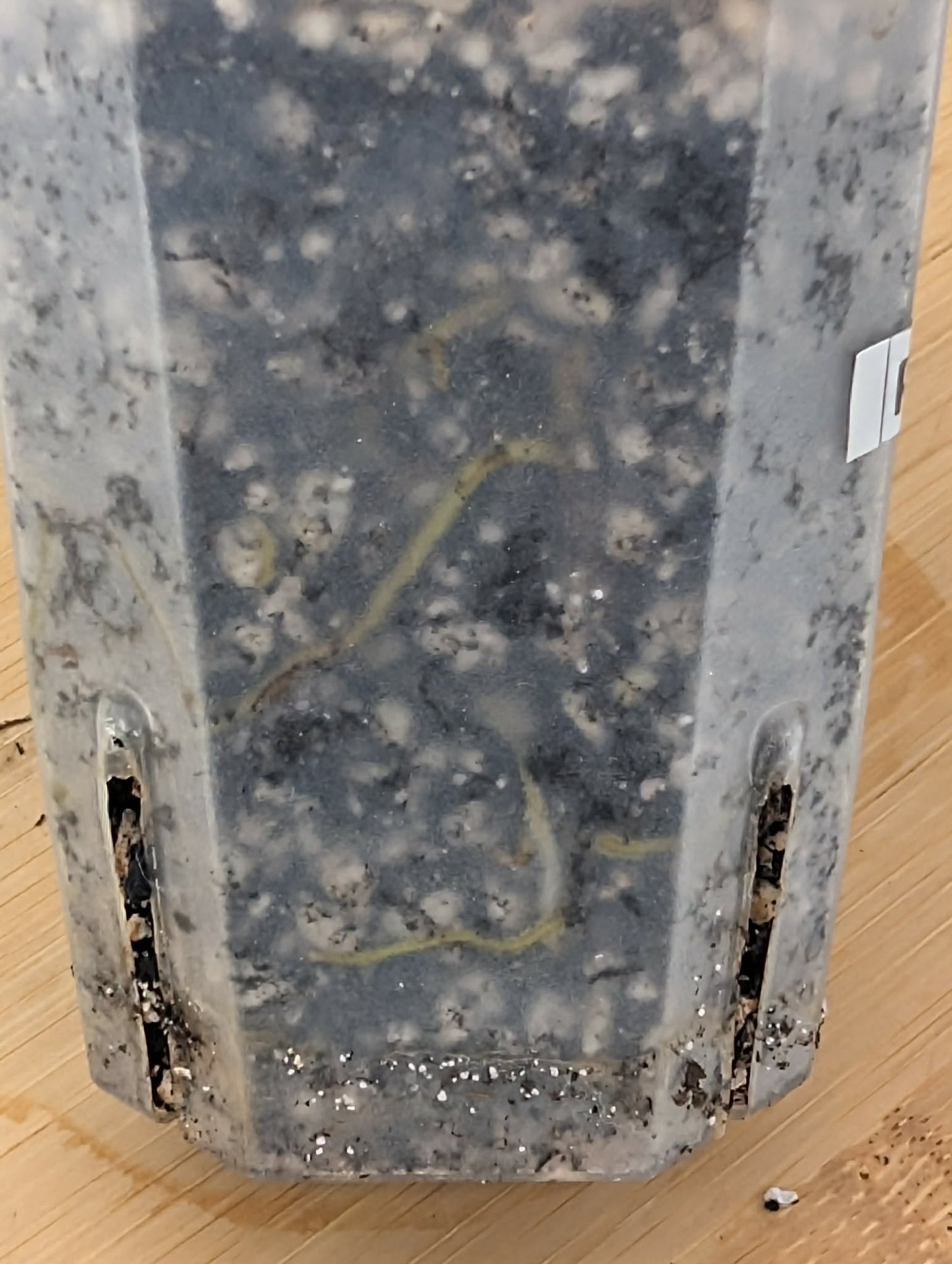 Philodendron Billietiae Variegated