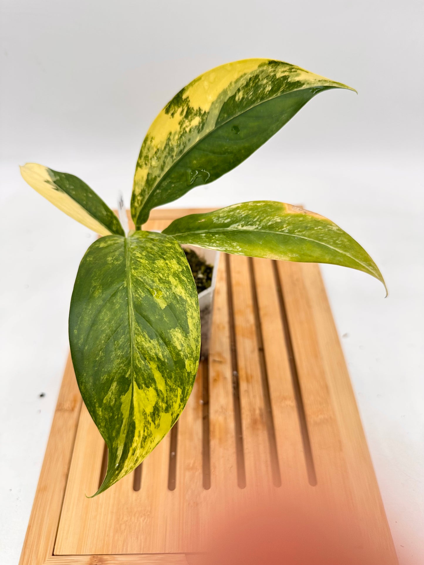 Dieffenbachia Big Ben Variegated 015
