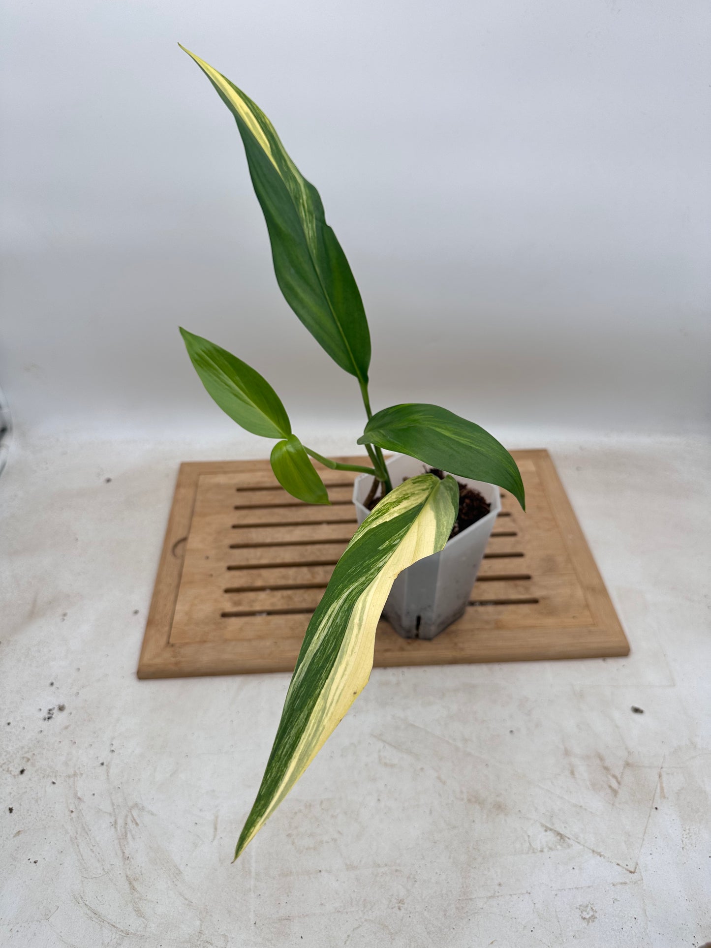 Epipremnum Amplissimum Variegated