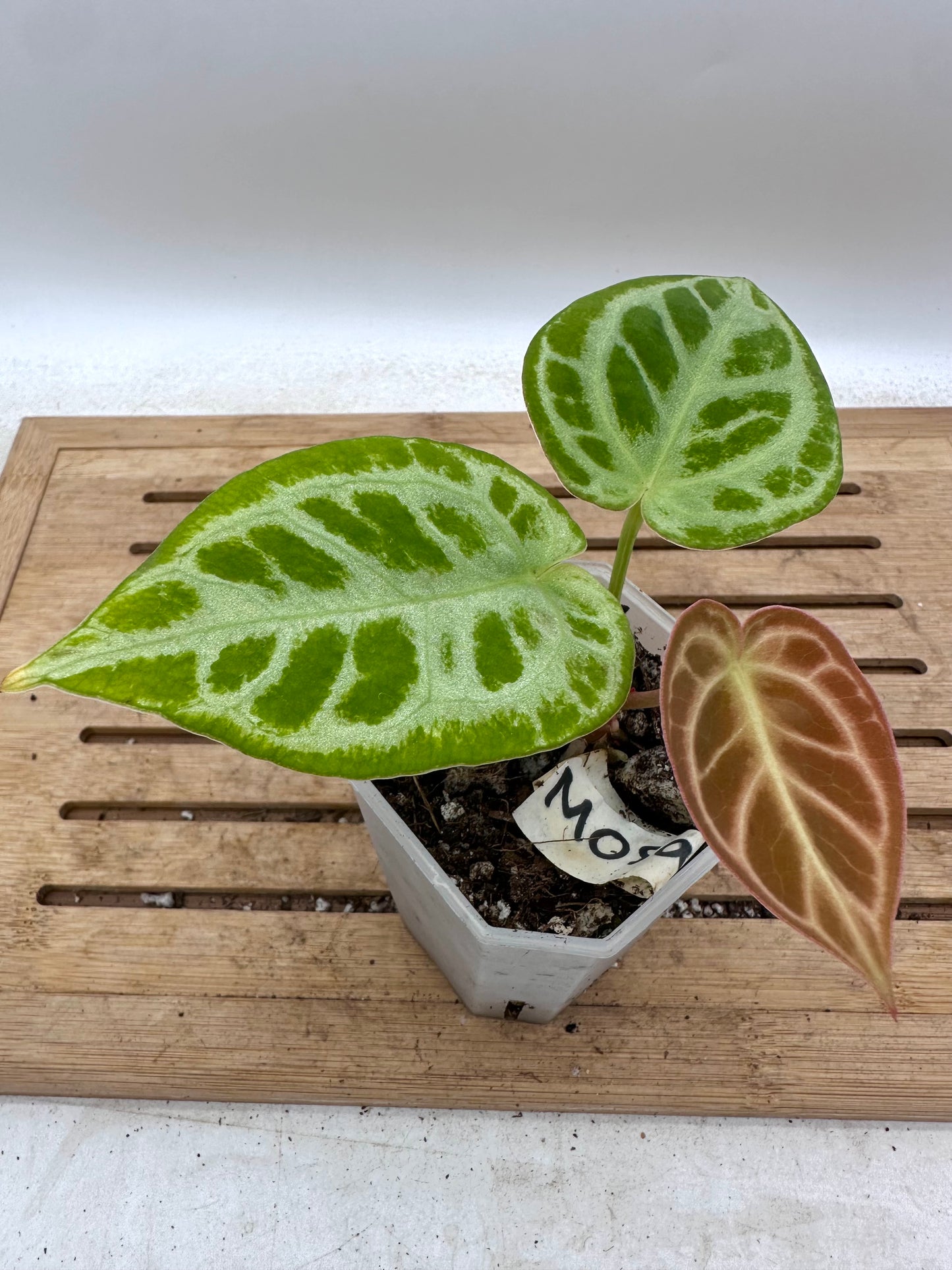 Anthurium Red Tiger Mutant - Thanksgiving Sale 💚