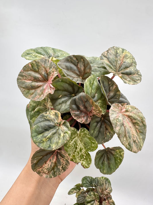 *October Sale - Peperomia ‘Pink Lady’