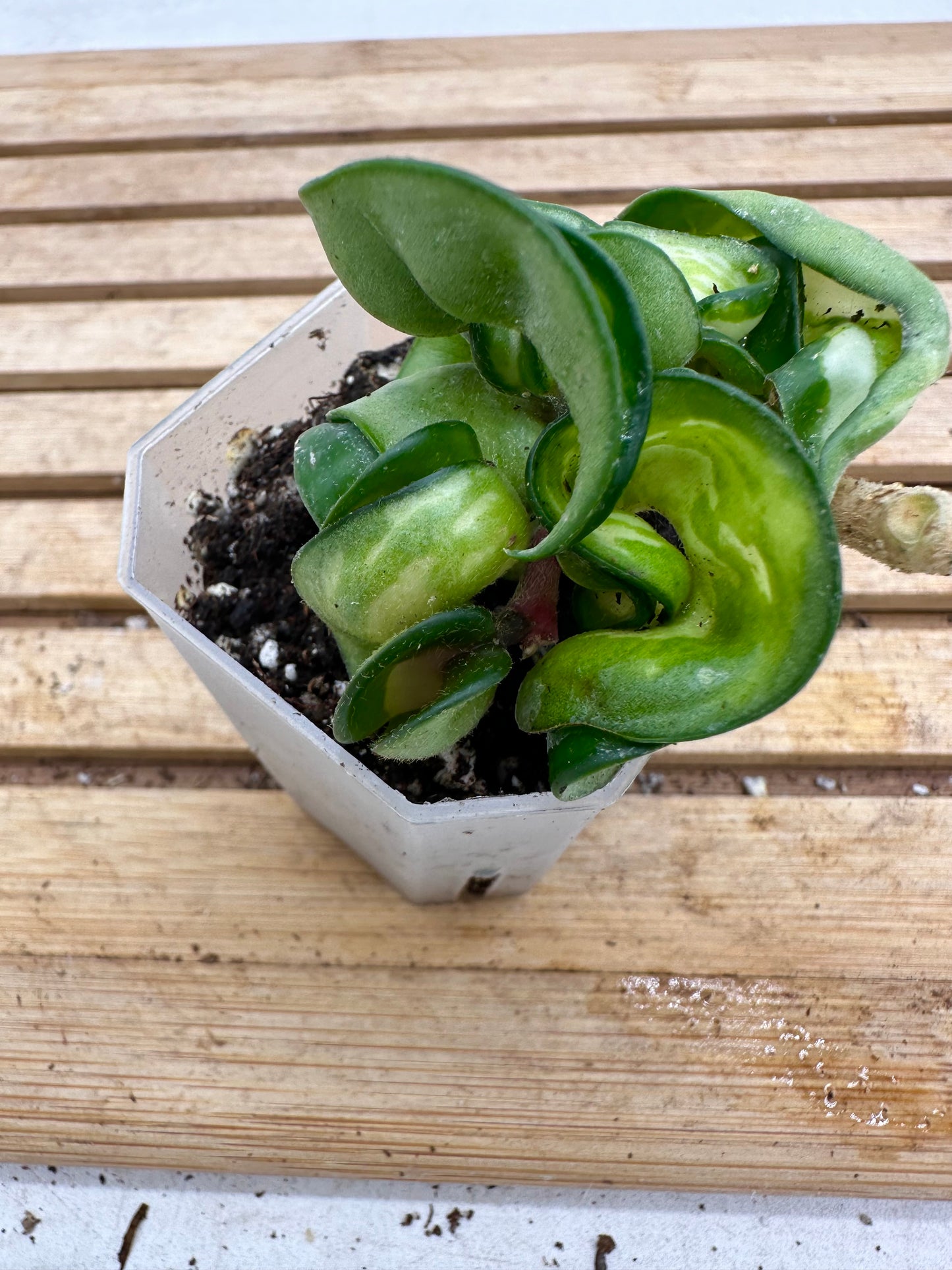 Hoya Muana Loa - Size S