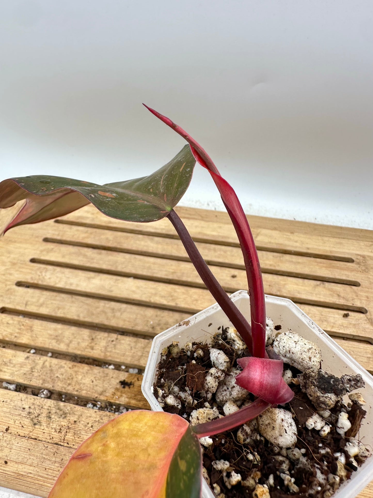 Philodendron Orange Princess Variegated