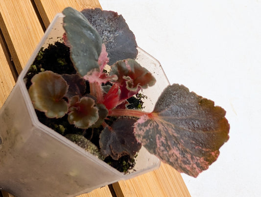 Begonia Cucullata Pink Variegated