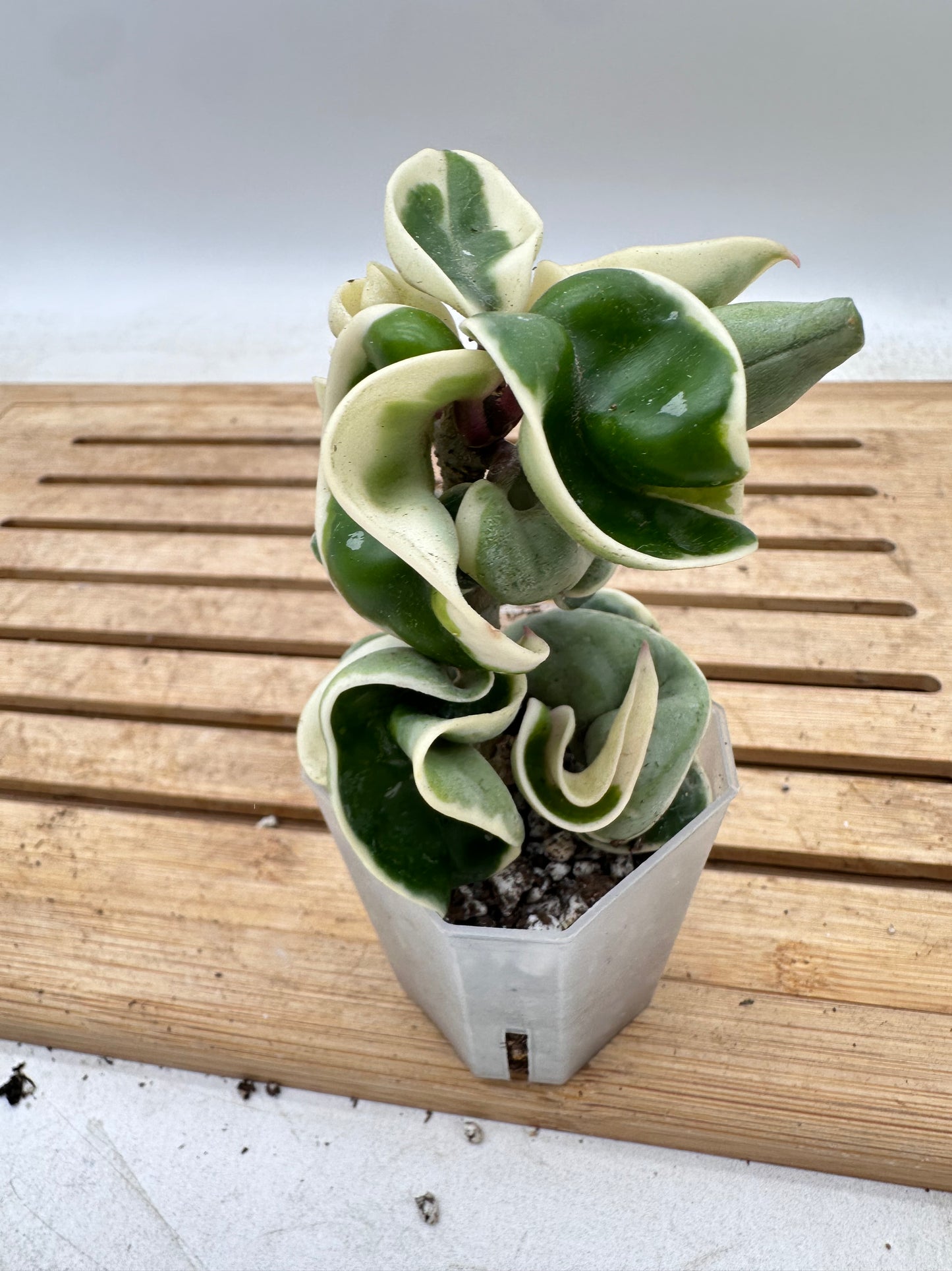 Hoya Compacta Albomarginata - August Sale