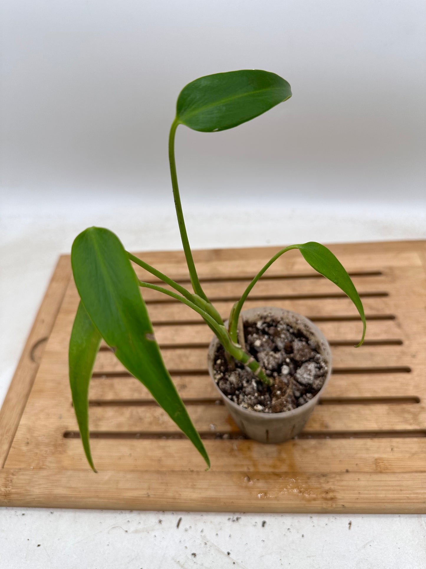 Monstera Burle Marx Flame - - August Sale