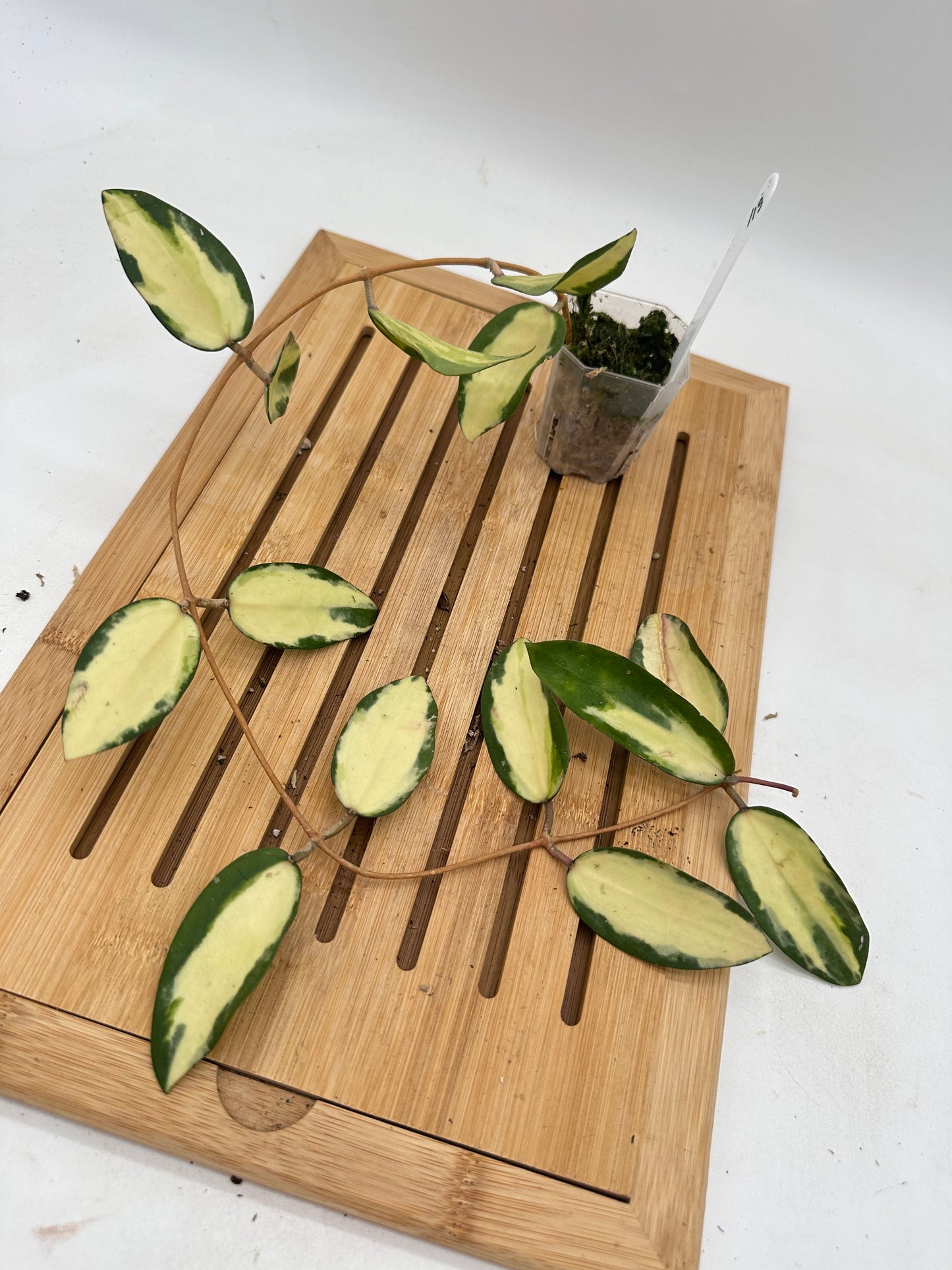 Hoya Acuta Inner Variegated - 119