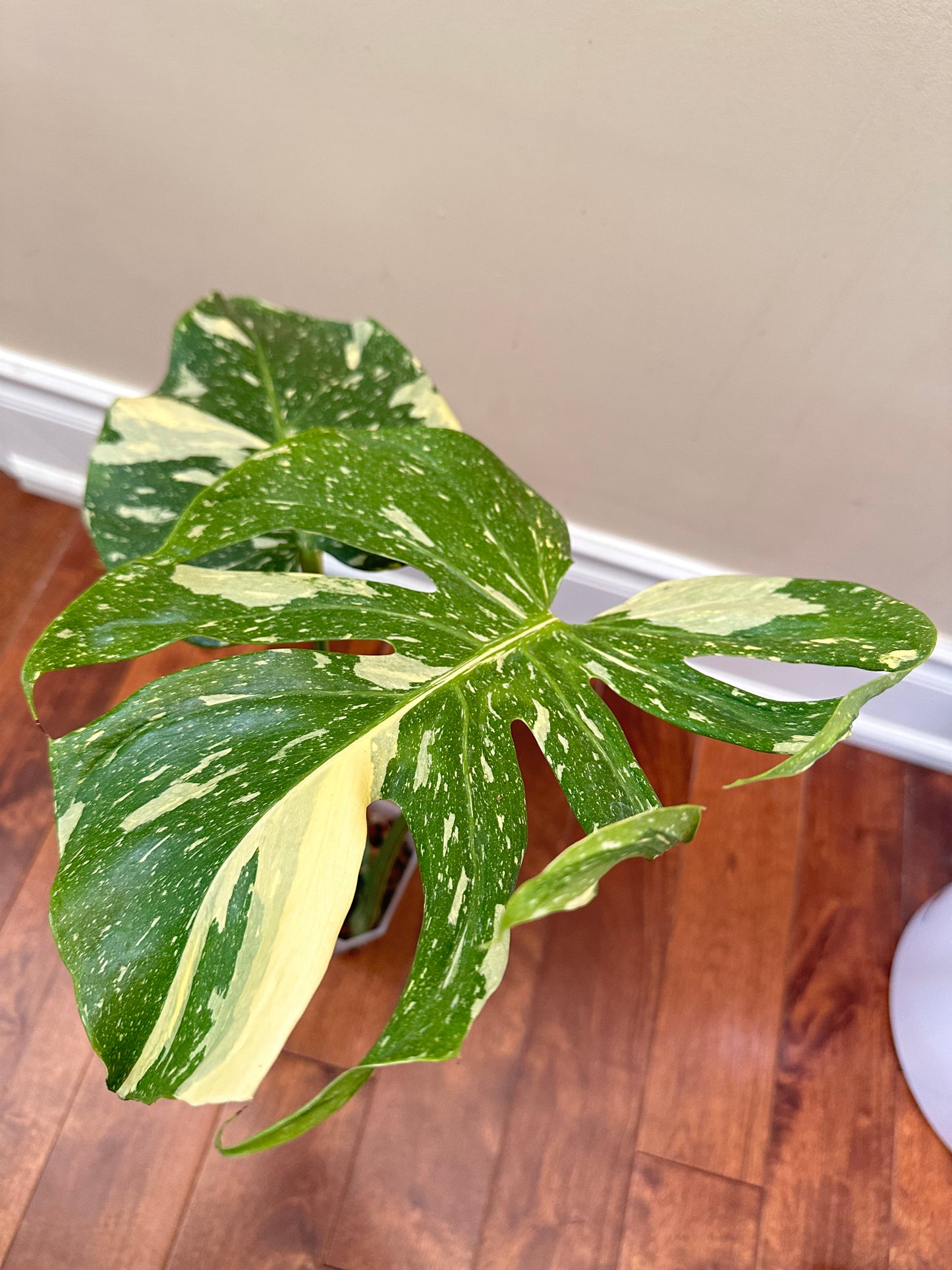 Monstera ‘Medusa’ 🦄