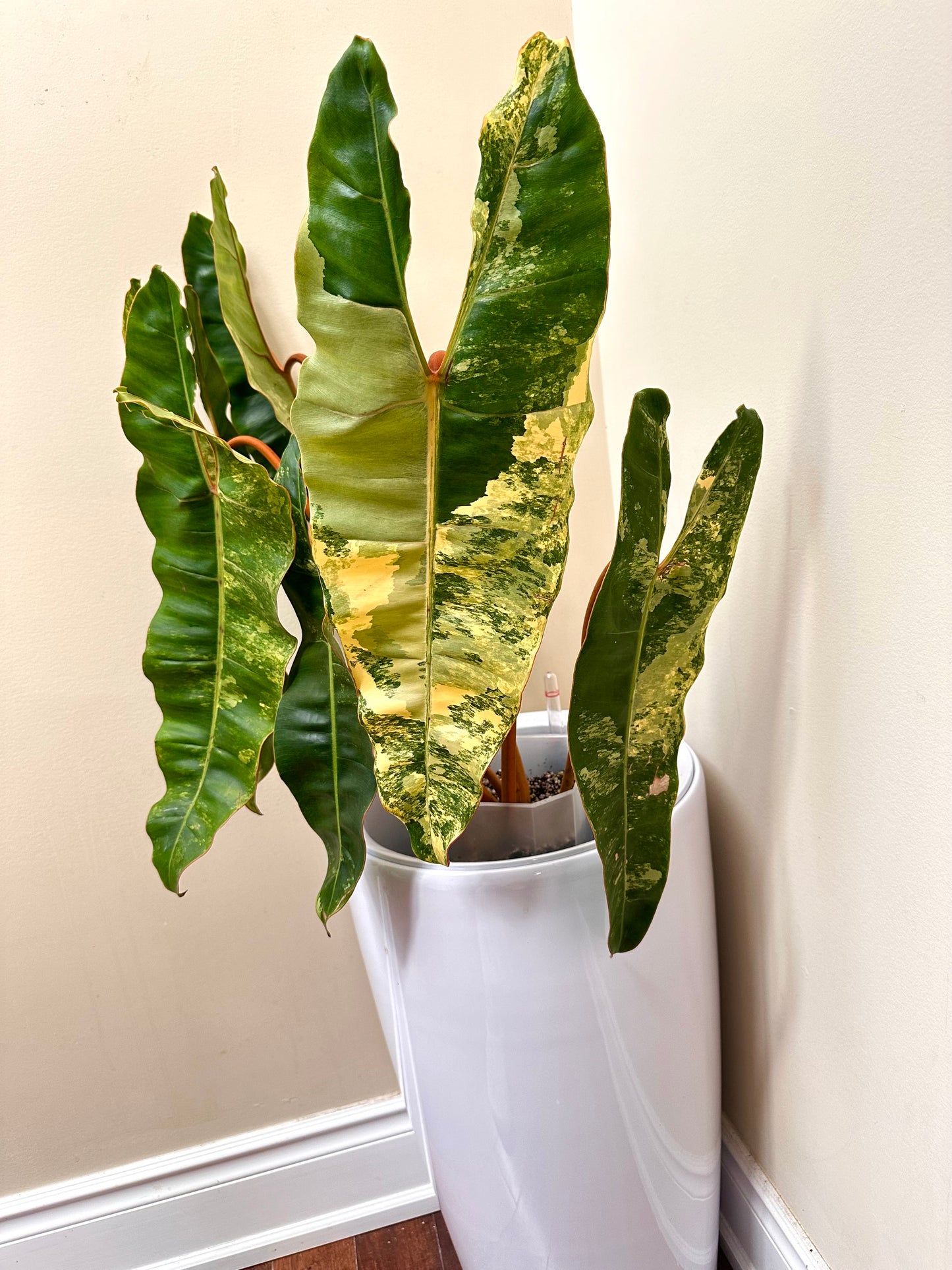 Philodendron Billietiae Variegated - Size Extra Large, 6 leaves - August Sale