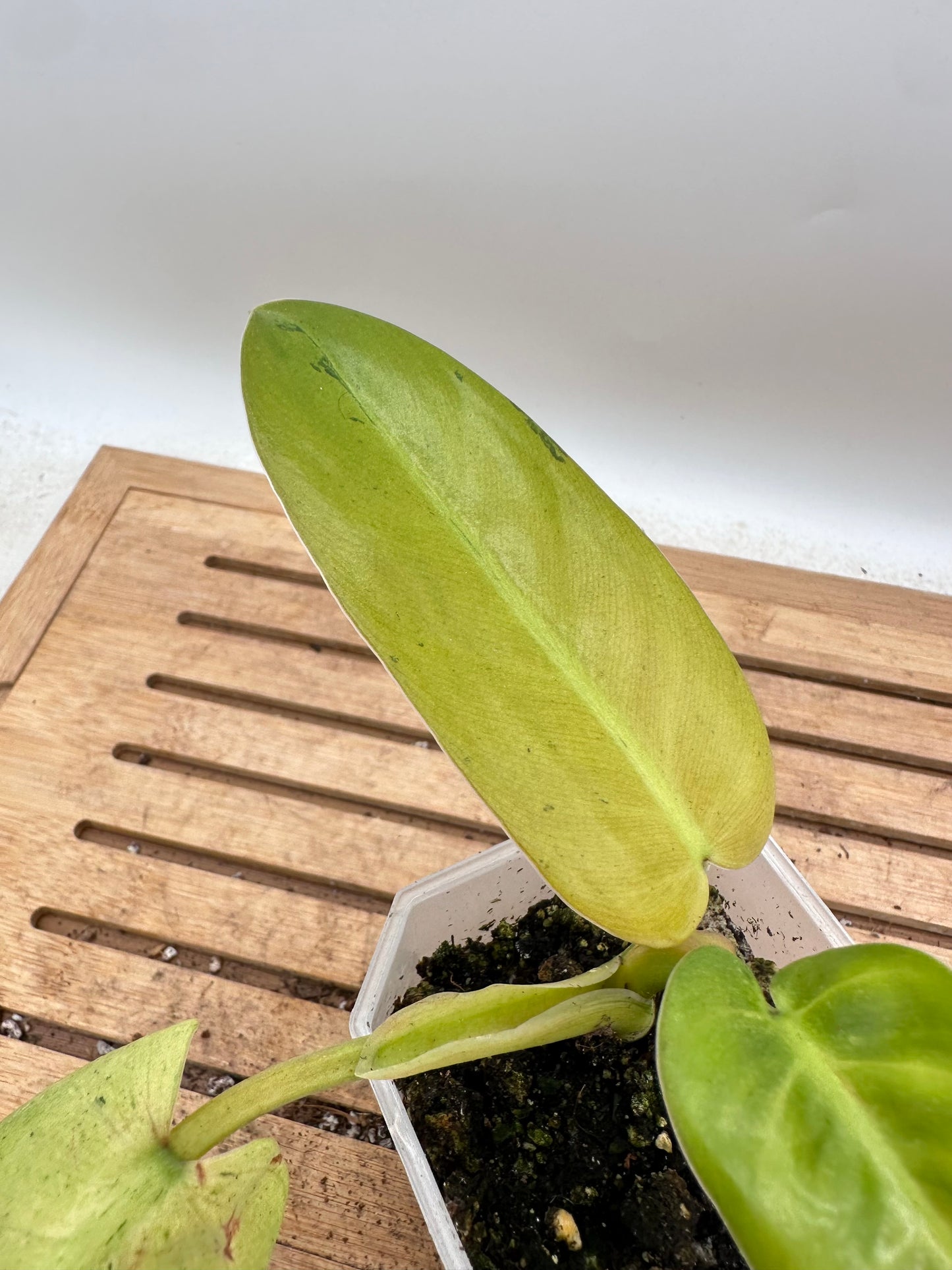 Philodendron Whipple Way