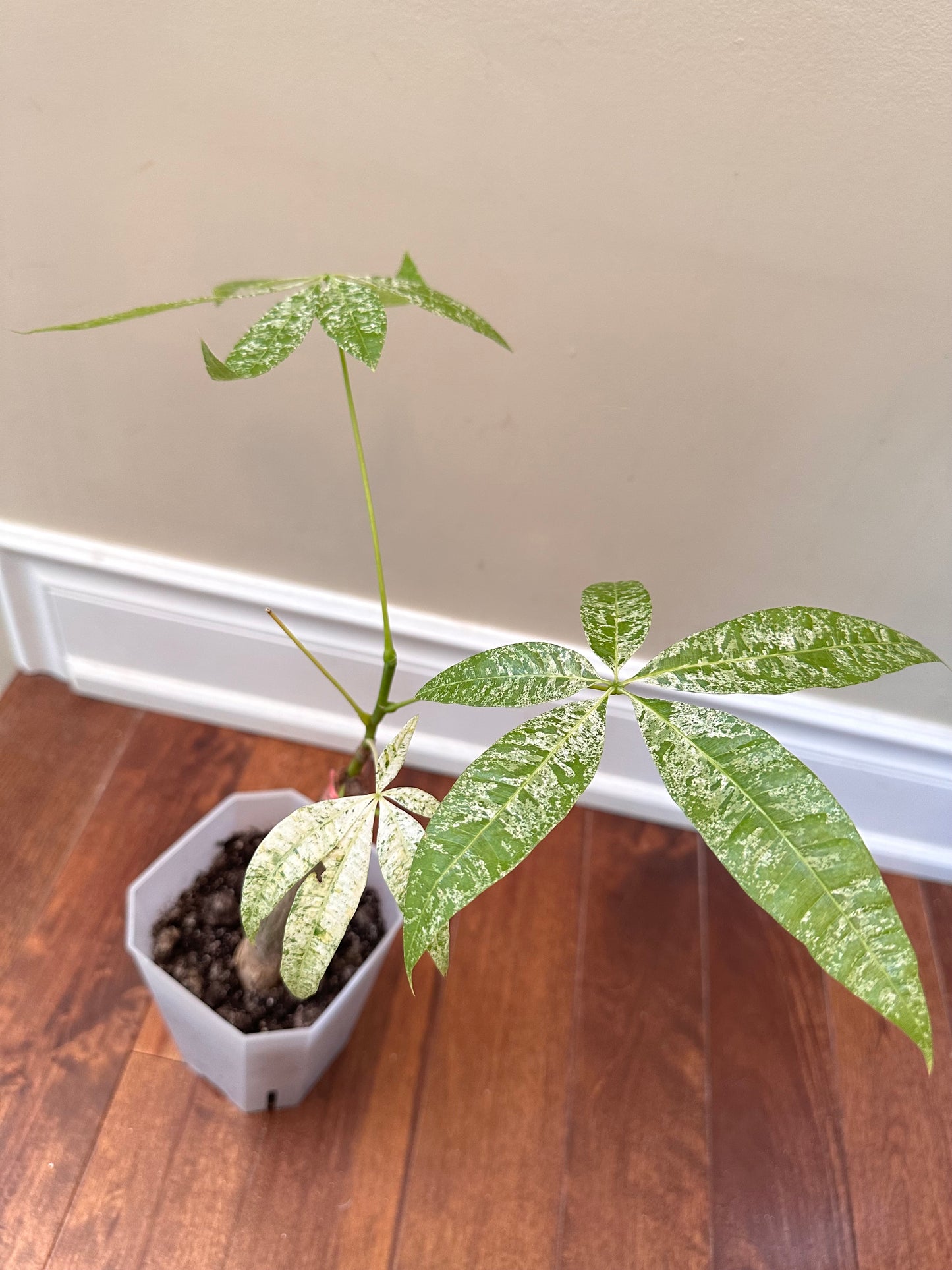 Variegated Money Tree D - August Sale