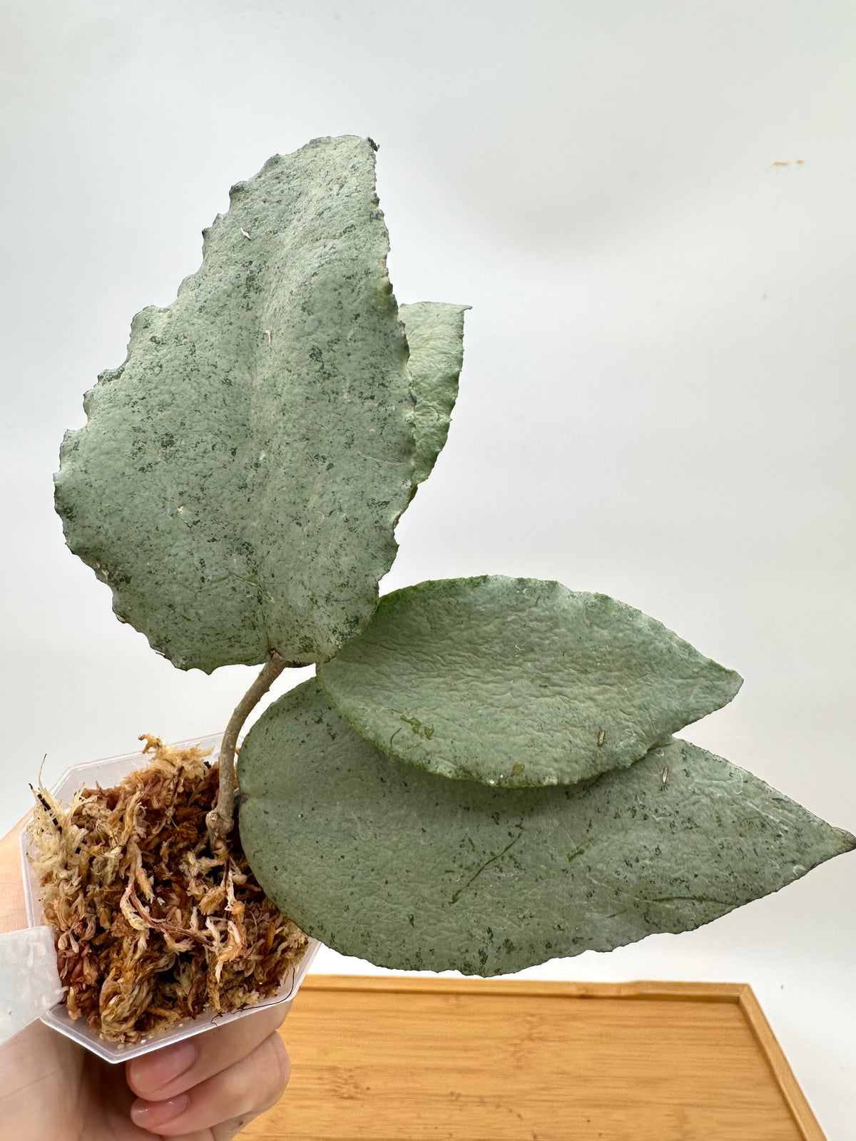 Hoya Caudata ‘Argene’ Silver - Big Leaf
