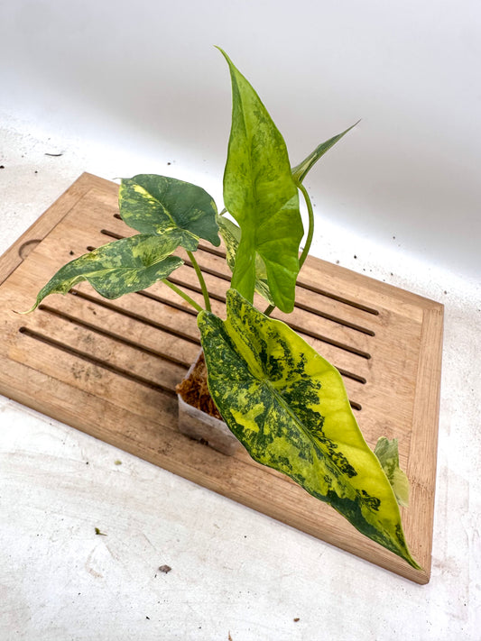 Alocasia Simpo Aurea Variegated