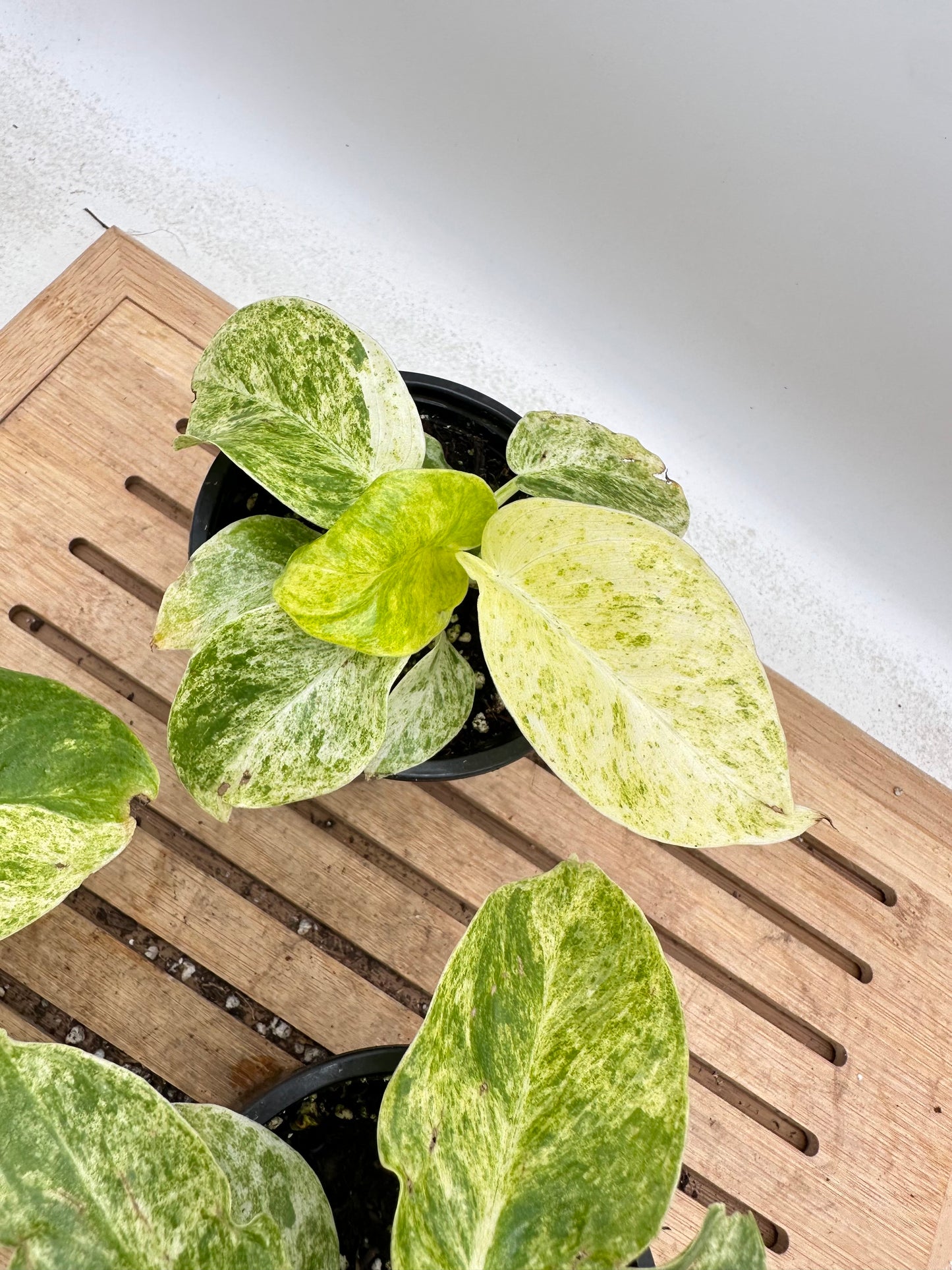 Philodendron Giganteum Variegated ‘Blizzard’