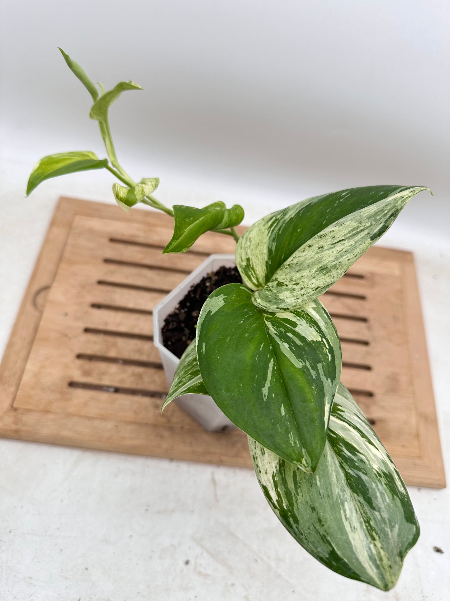 Scindapsus Treubii Albo Variegated - Thanksgiving Sale 💚