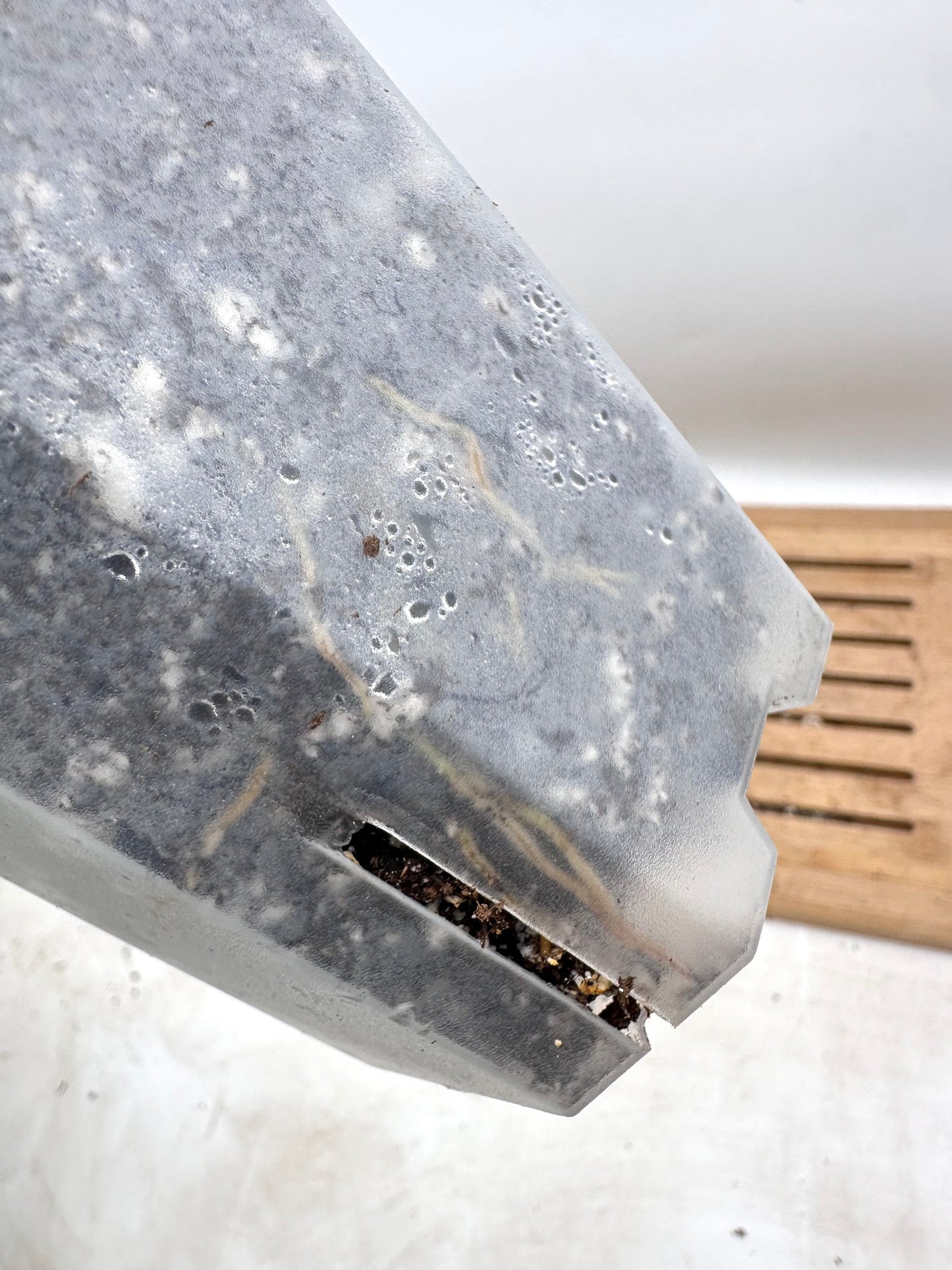 Philodendron Ice Emerald Queen - Multiple Growths