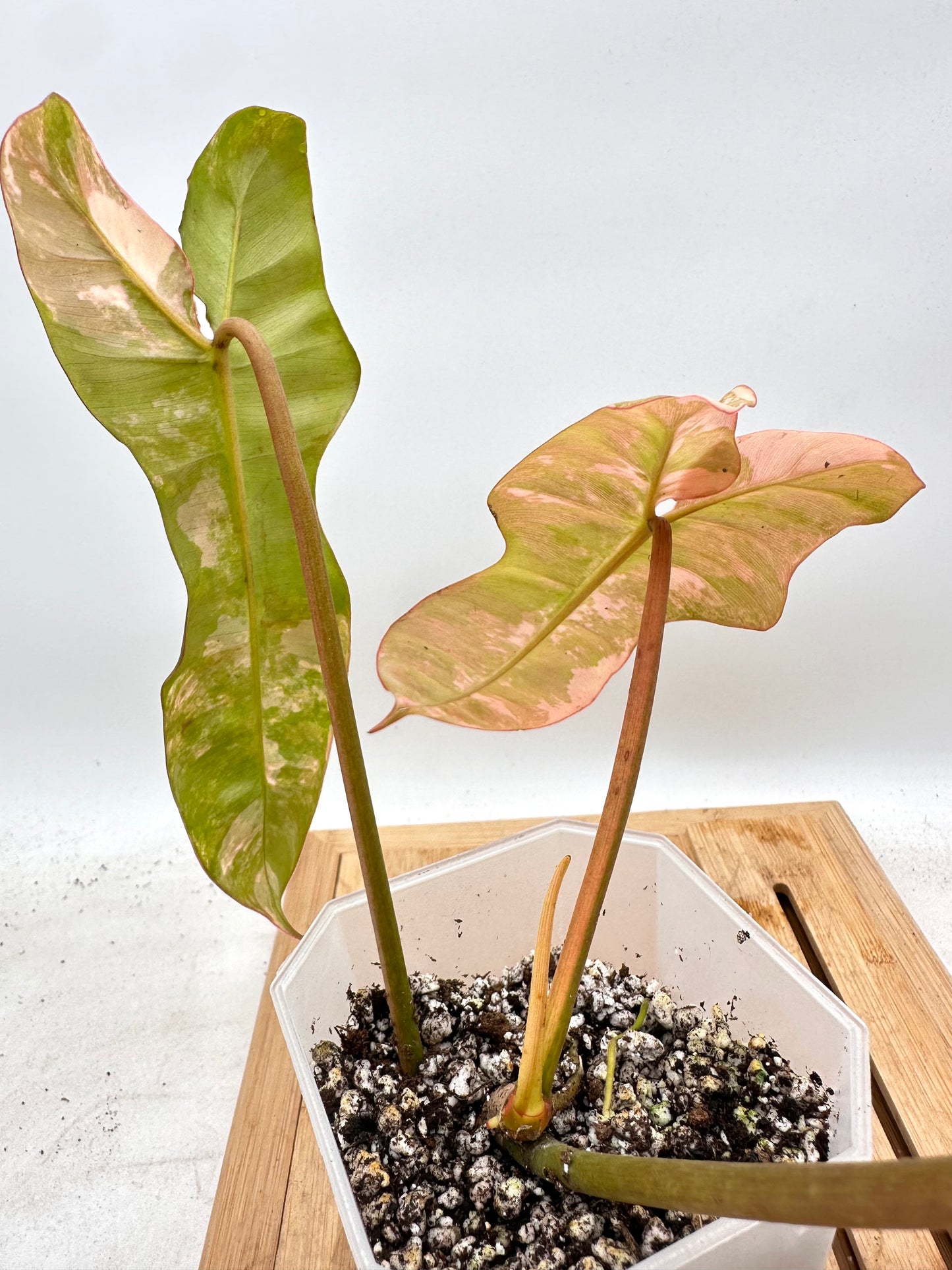 Philodendron Black Billietiae x FB Variegated - August Sale