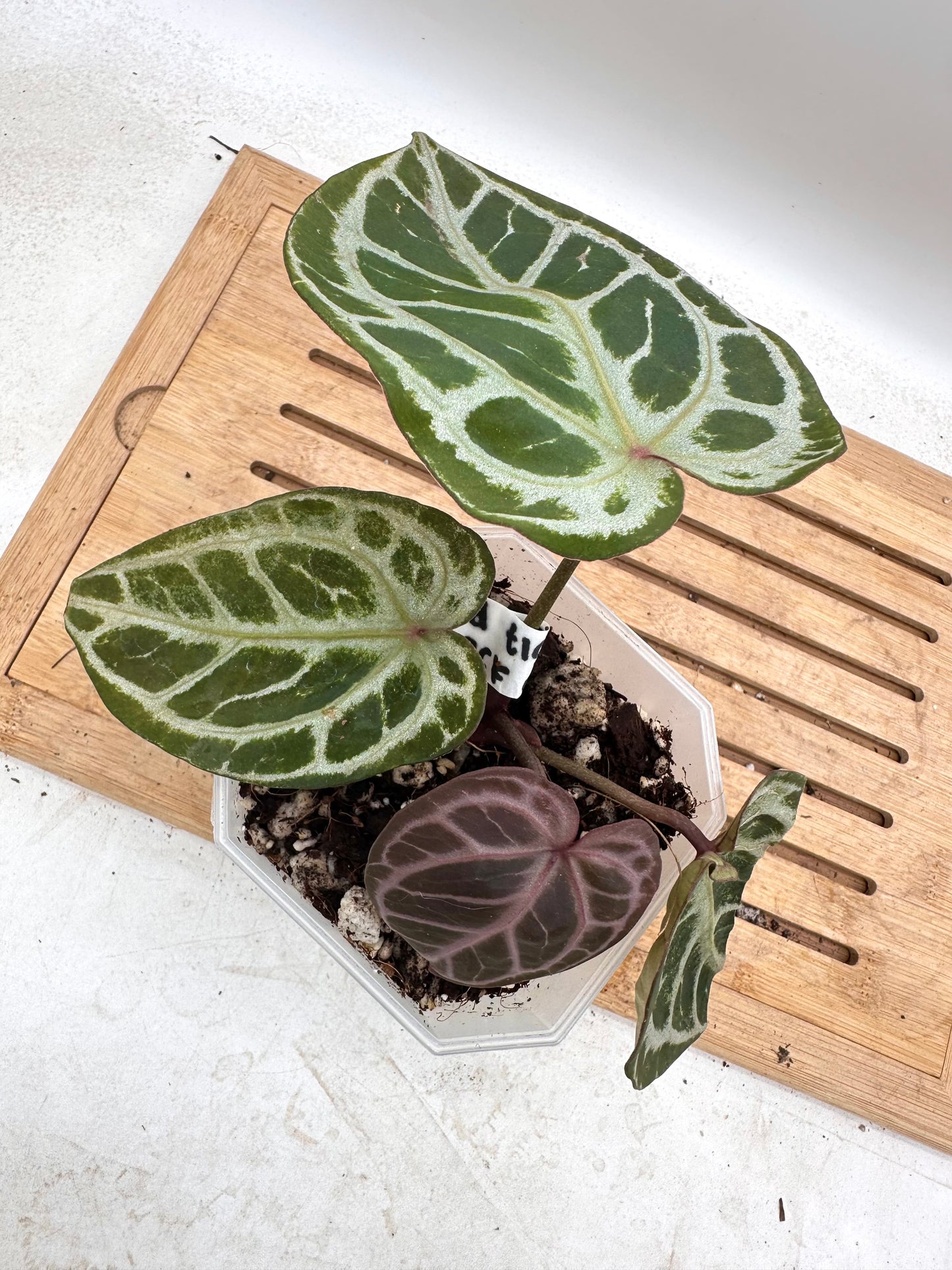 Anthurium Red Tiger x Black Crystallinum - Thanksgiving Sale 💚