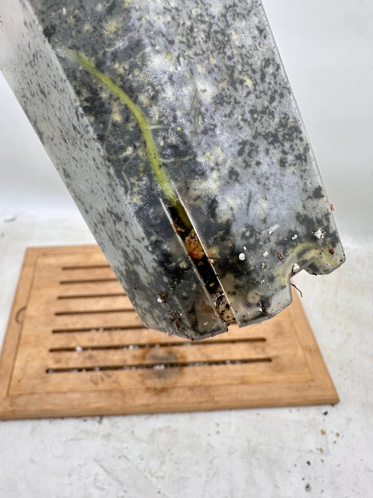 Alocasia Cucullata Variegated