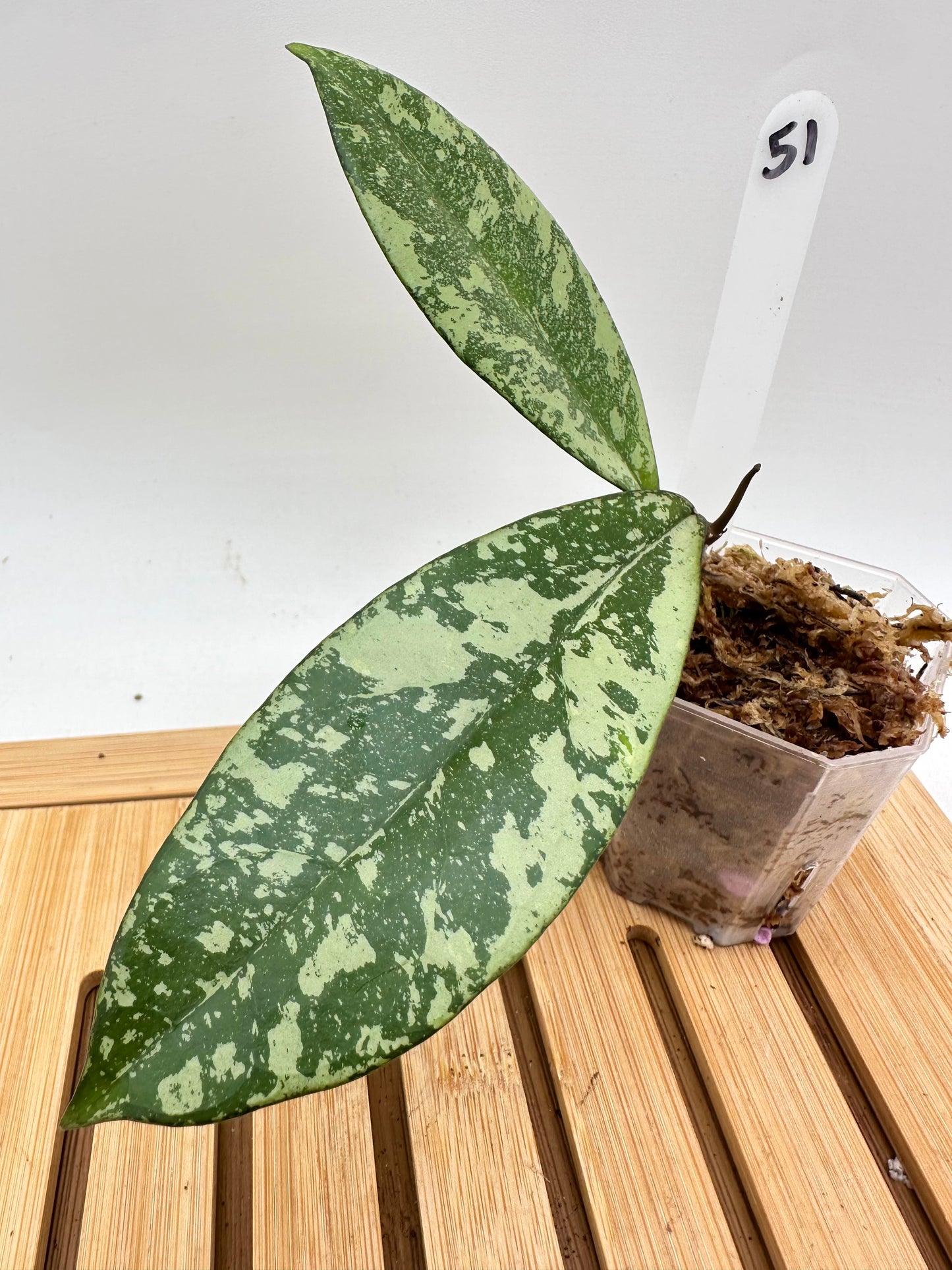 Hoya Crassipetiolata X Michelle Splash