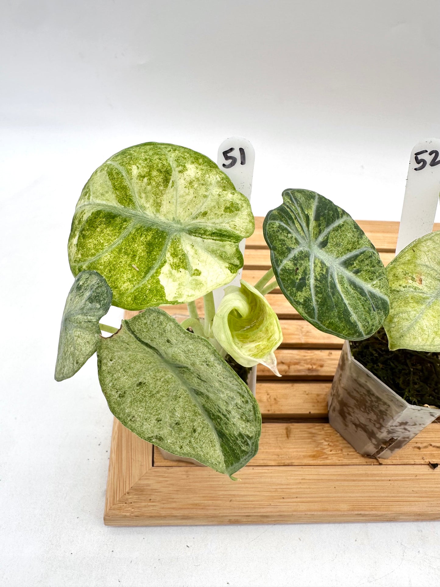 Alocasia Ninja Tri-Color Variegated 051 052 053