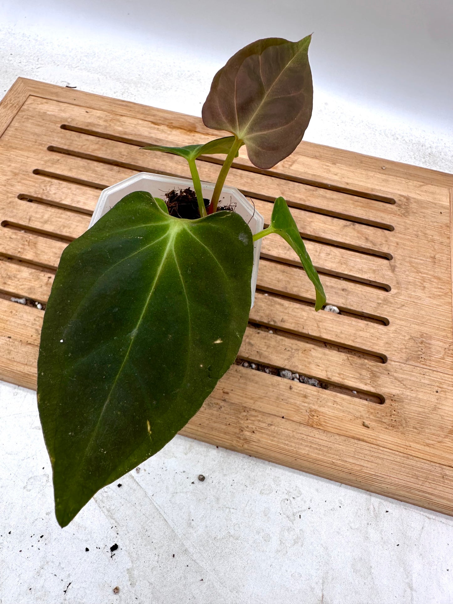 Anthurium Dark Phoenix x Fort Sherman - Thanksgiving Sale 💚
