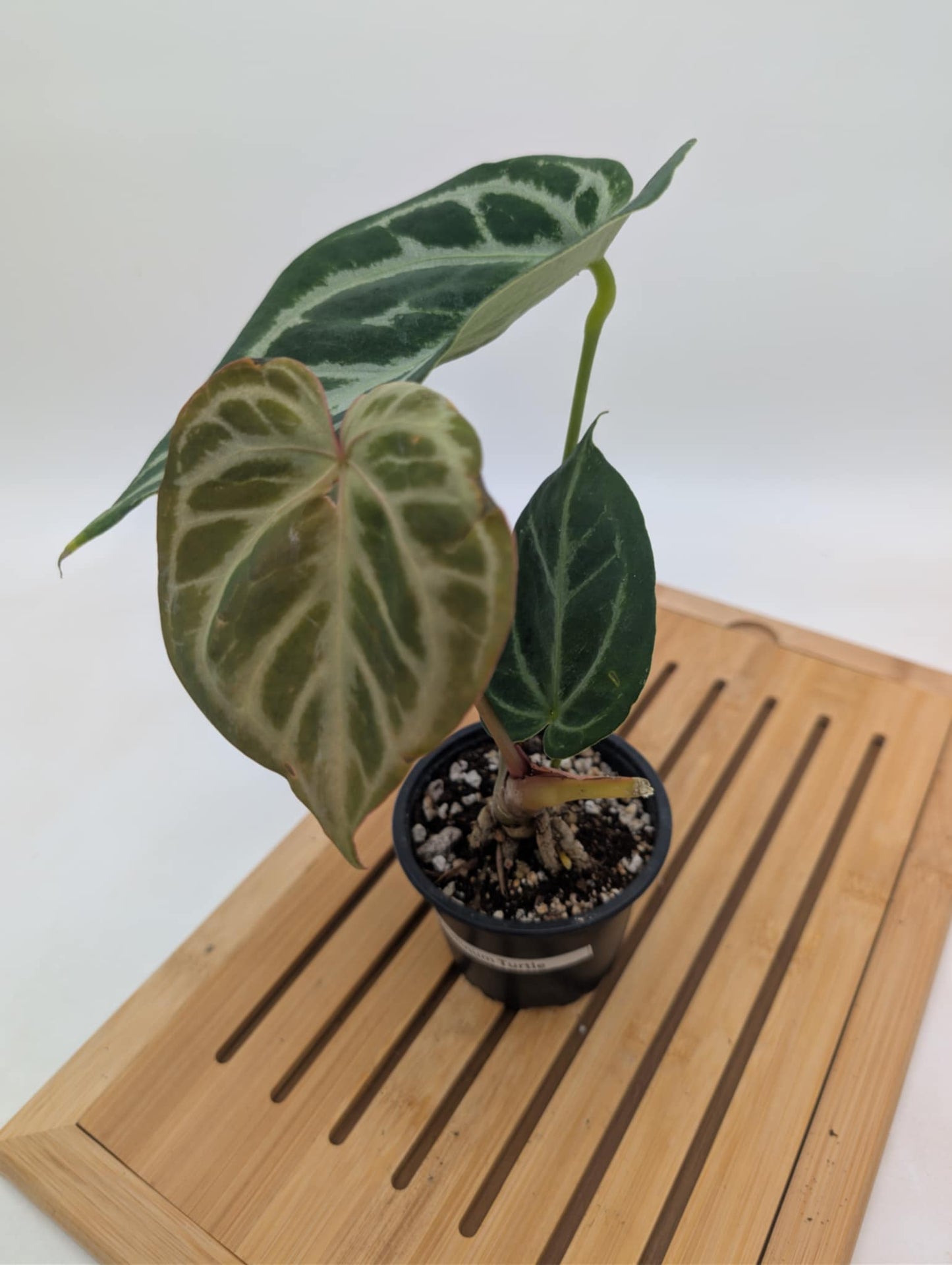 Anthurium Crystallinum x Dorayaki